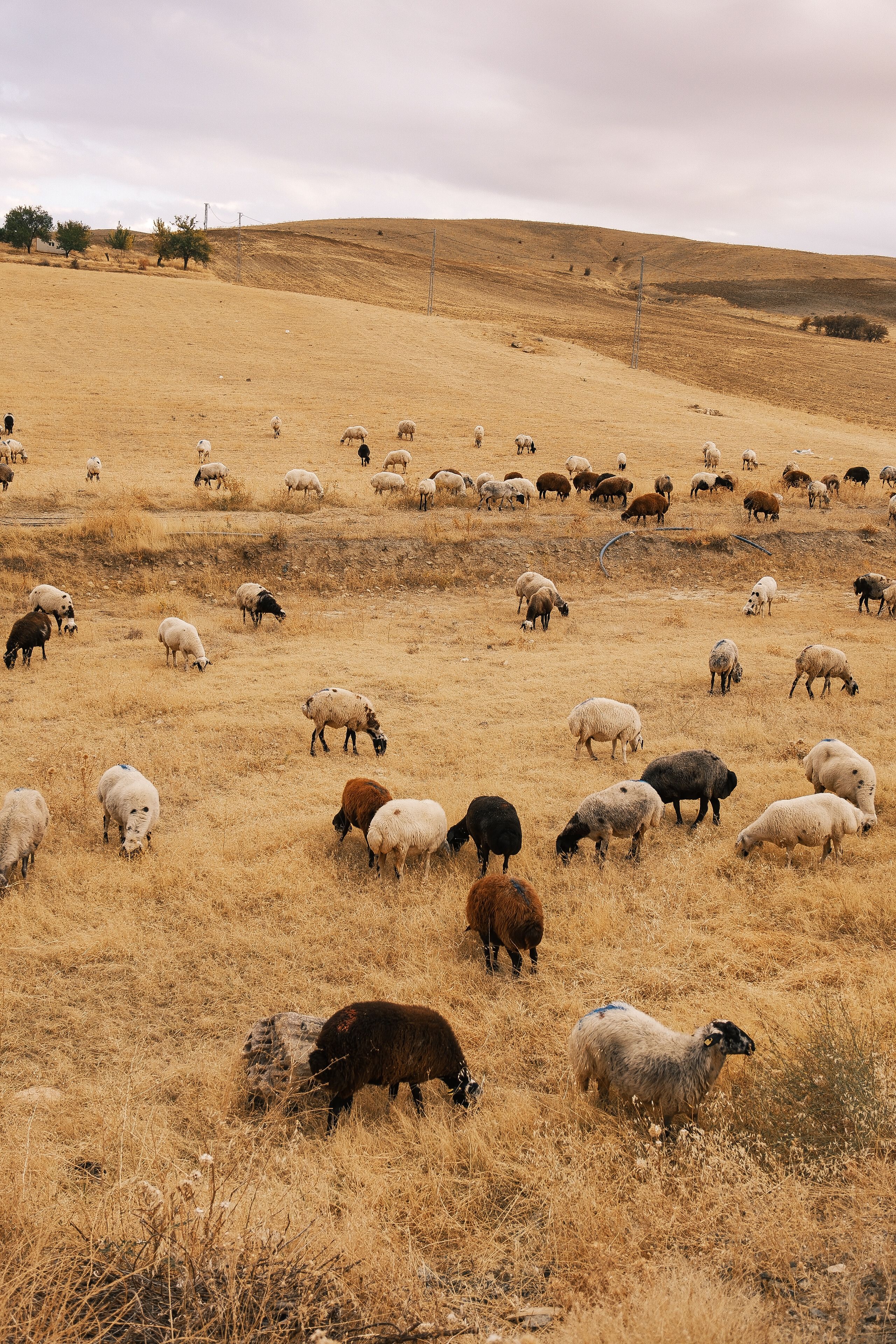 Idyllic Pastoral Scene of Sheep Grazing in Field · Free Stock Photo