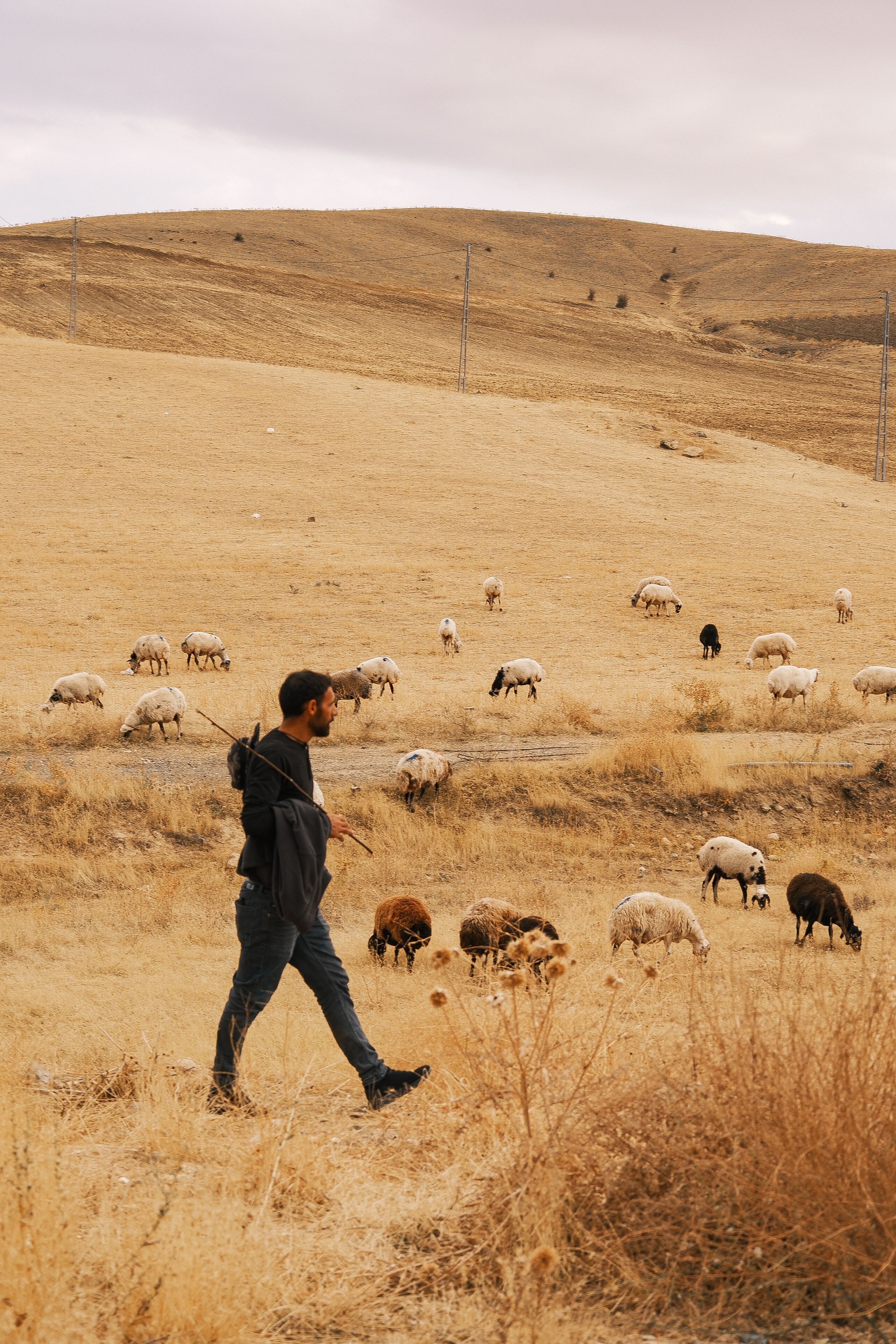 Shepherd Walking with Flock in Rolling Hills · Free Stock Photo