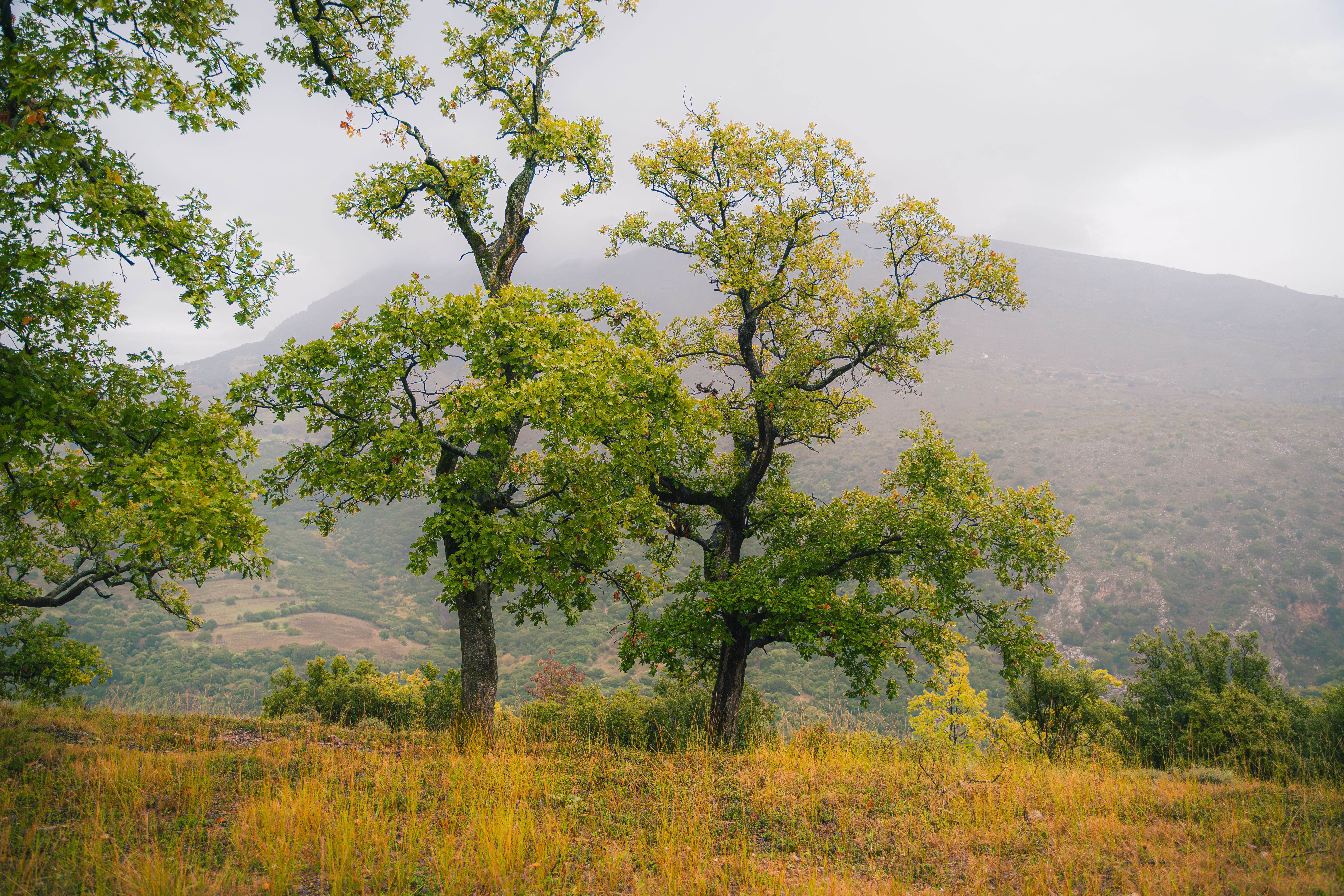Peaceful autumn scene featuring lush trees on a misty hillside.