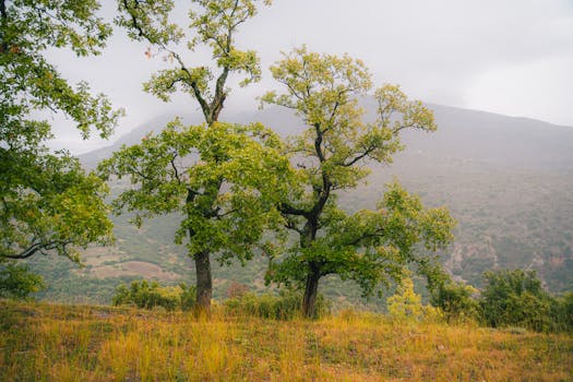 Peaceful autumn scene featuring lush trees on a misty hillside.