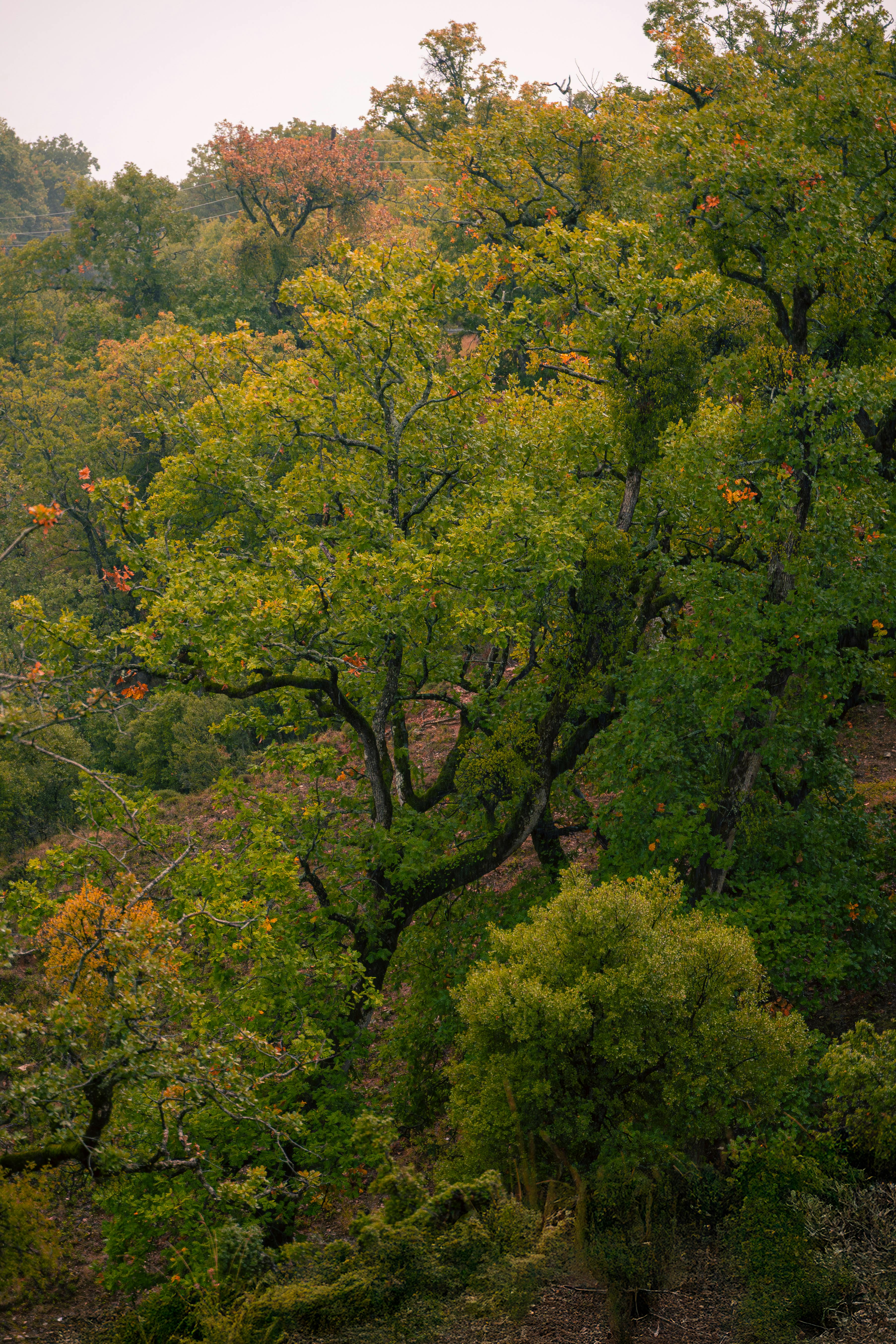 Explore the vibrant foliage of a lush autumn forest with green and orange hues.