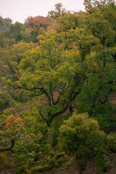 Explore the vibrant foliage of a lush autumn forest with green and orange hues.