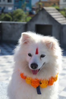 A fluffy white dog with a red marking and marigold garland sits outside.