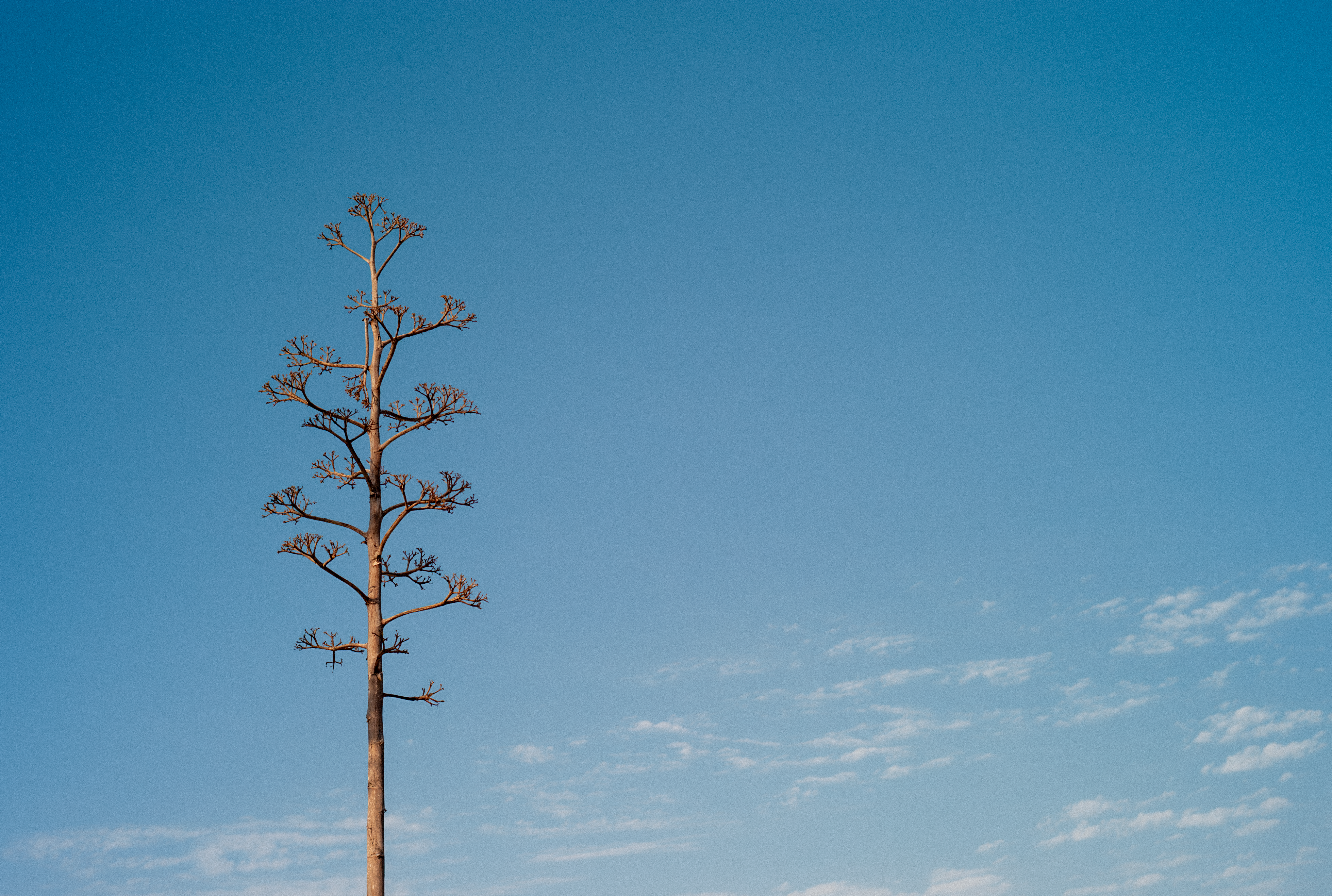 A tall agave tree set against a vibrant blue sky in Jalisco, Mexico.