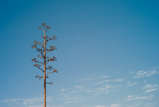 A tall agave tree set against a vibrant blue sky in Jalisco, Mexico.