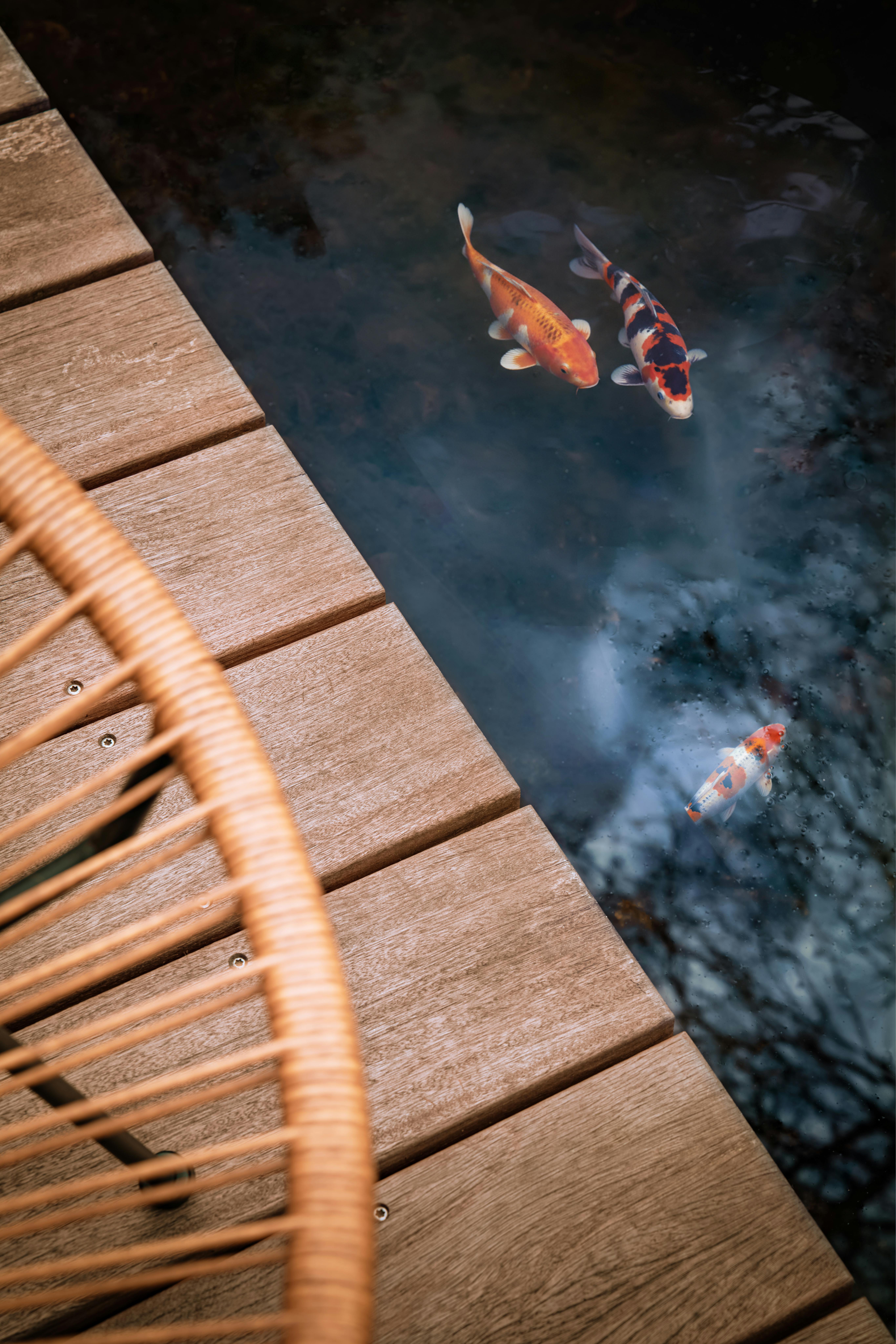 Serene view of colorful koi fish swimming near a wooden deck chair.