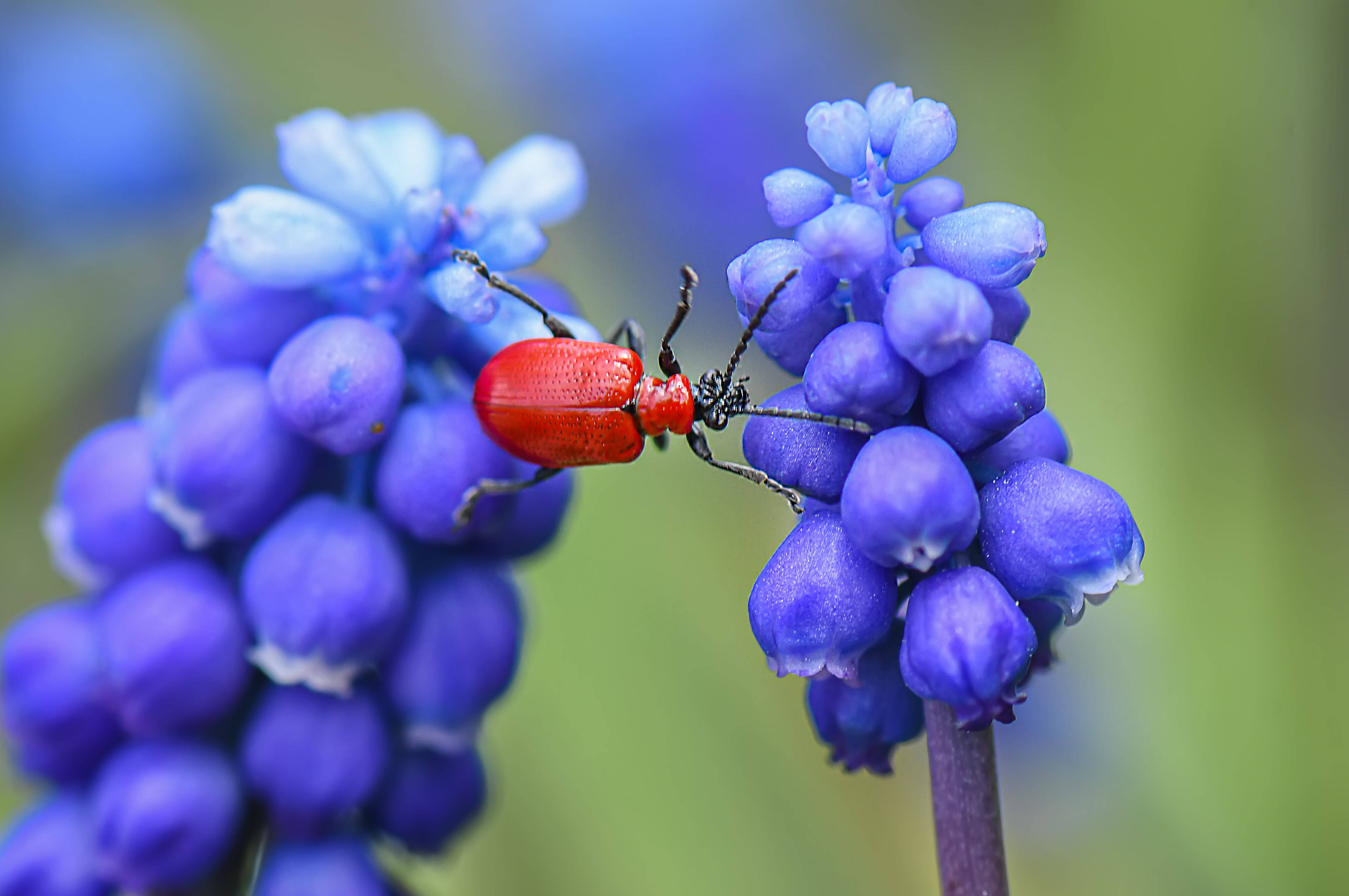 Bright Red Insect on Purple Grape Hyacinths · Free Stock Photo
