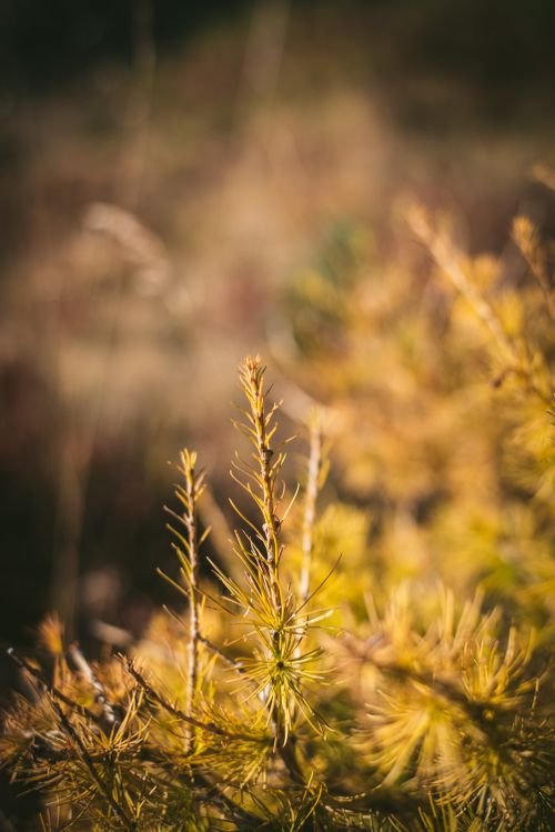 Free Close-up of autumn foliage with soft, warm light, capturing the essence of fall. Stock Photo