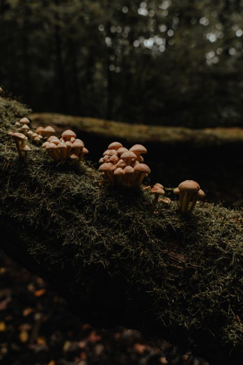 Free A serene view of mushrooms growing on a moss-covered log in a dark forest. Stock Photo