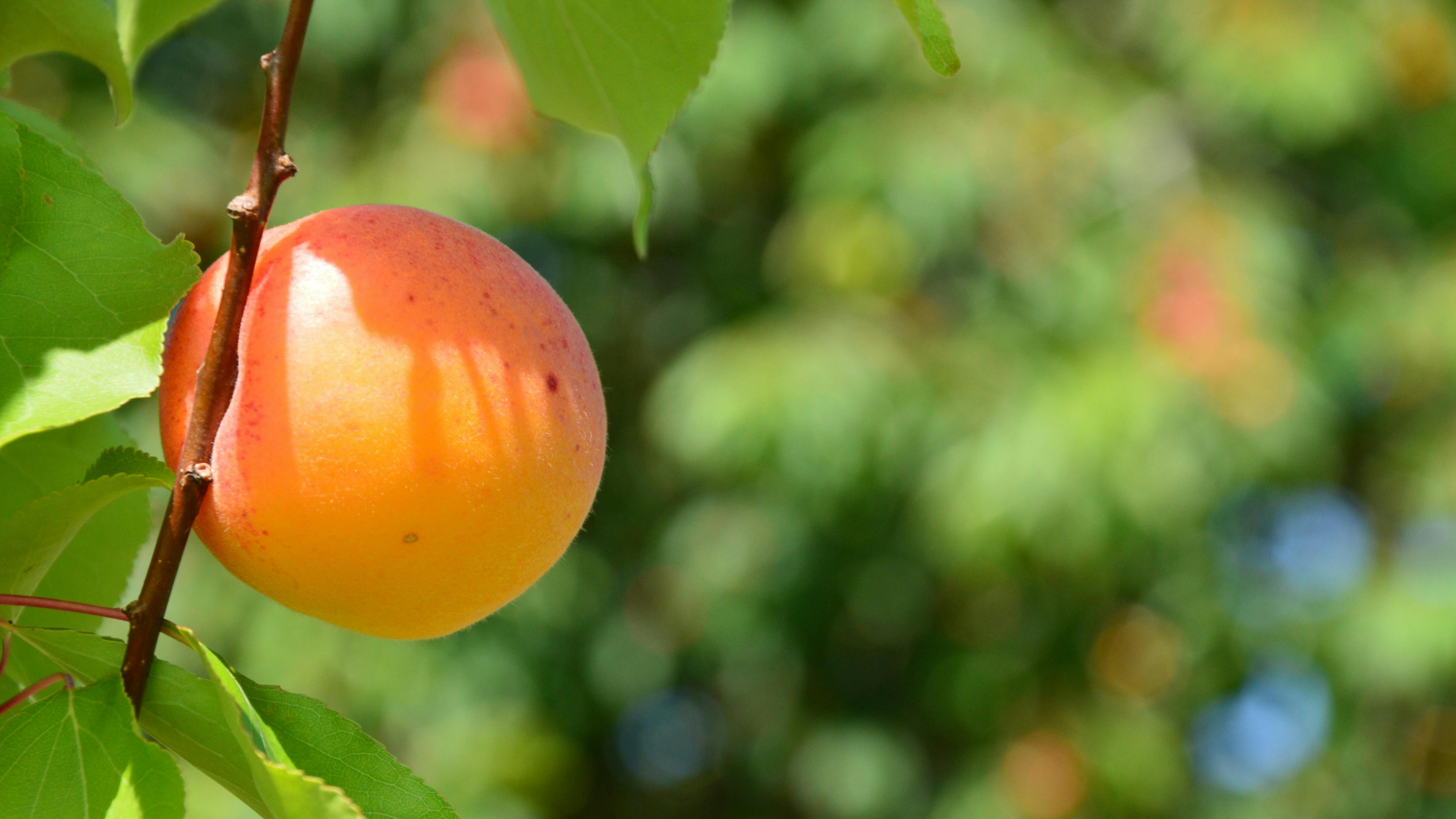 高雄國際食品展盛大開幕 劉書宏與陳其邁攜手推廣在地農產品