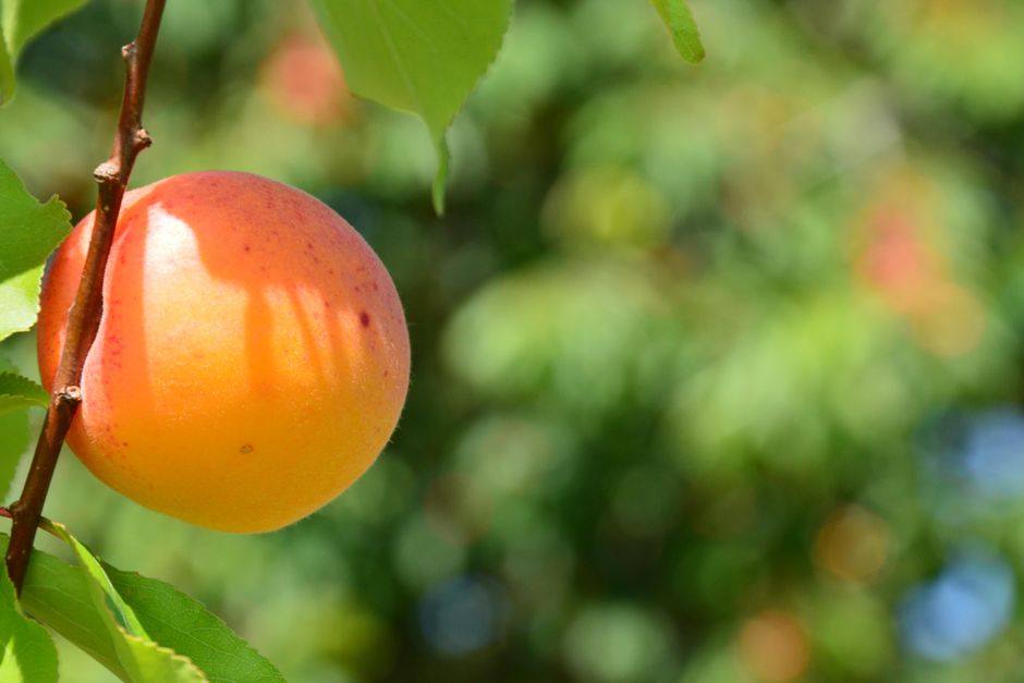 Ripe apricots on branch with healthy green leaves — result of correct apricot tree pruning in Surrey BC