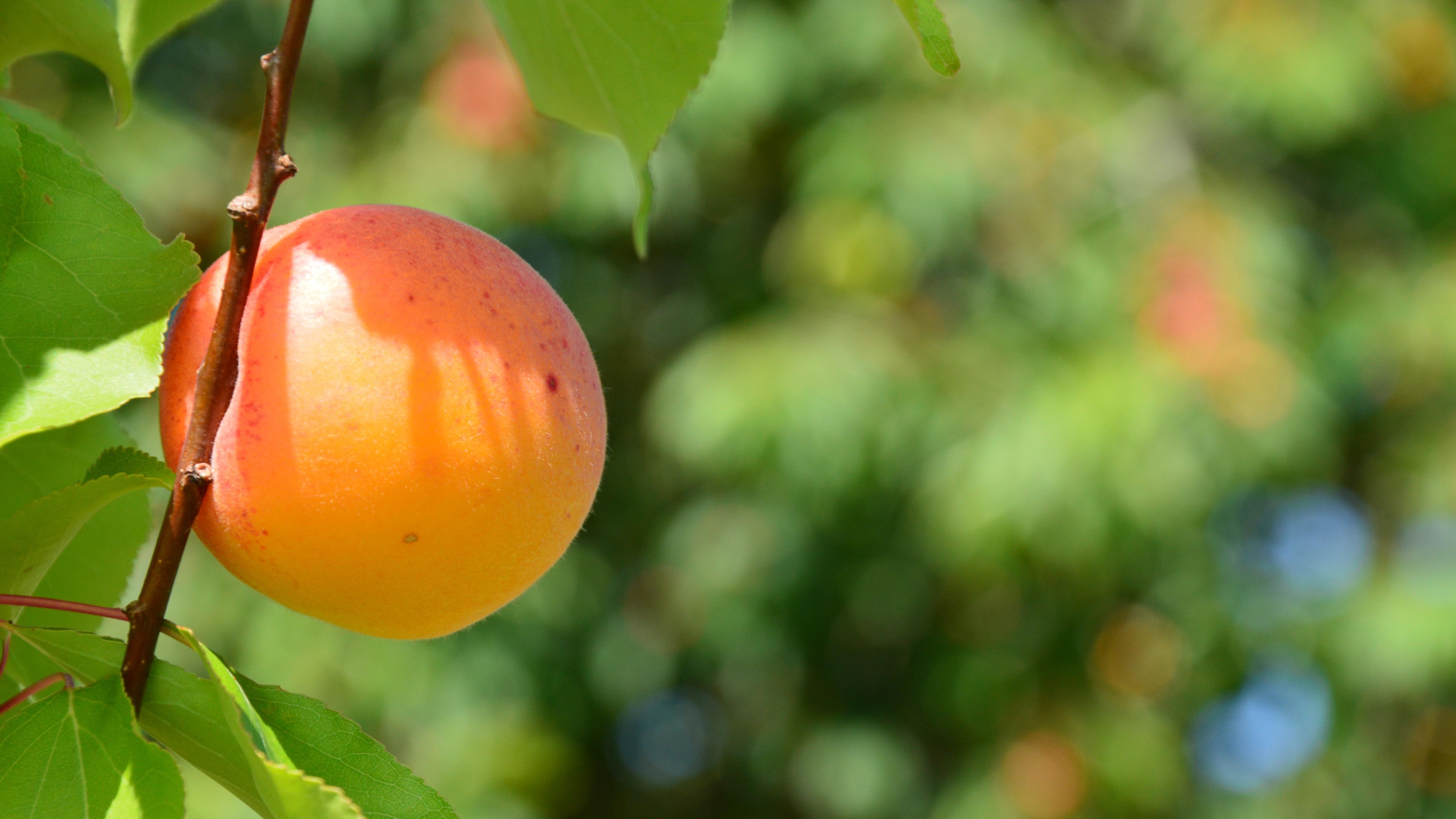 Armadillo (C++ Library) Photos, Download The BEST Free Armadillo (C++ ...