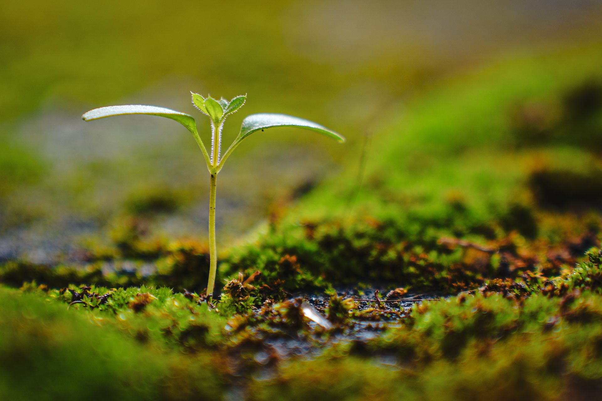 A young seedling emerges from moss, symbolizing growth and renewal in nature.