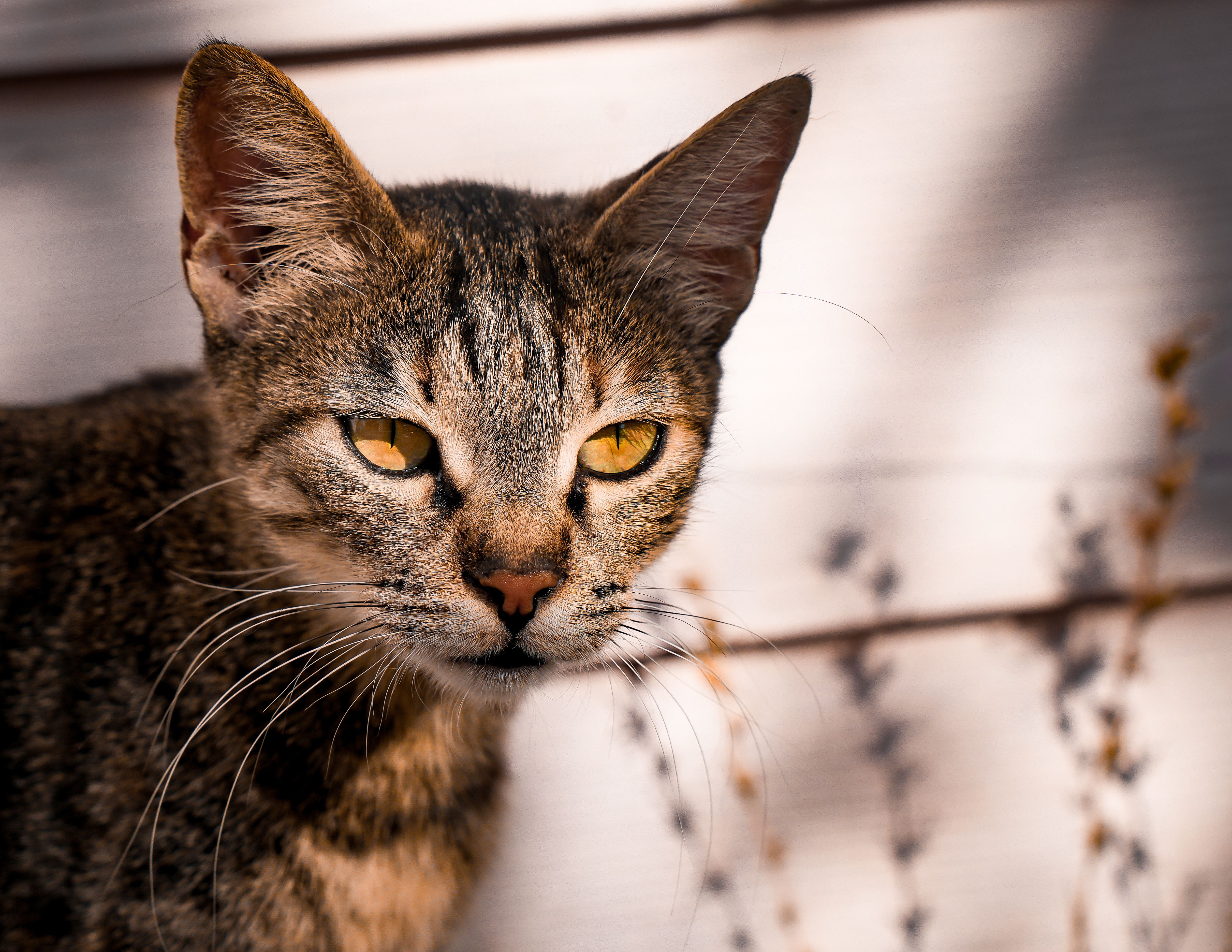 Close-Up Portrait of a Tabby Cat Outdoors · Free Stock Photo