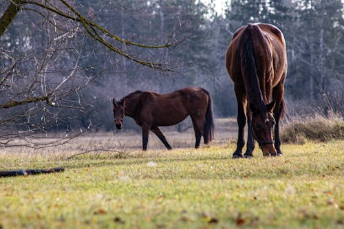 Foto profissional grátis de cavalo