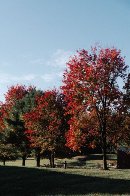 Capture the essence of autumn with bright red and orange leaves on a sunny day.