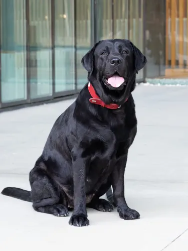 Labrador retriever in a park — large and deep-chested breeds have the highest bloat risk from fast eating