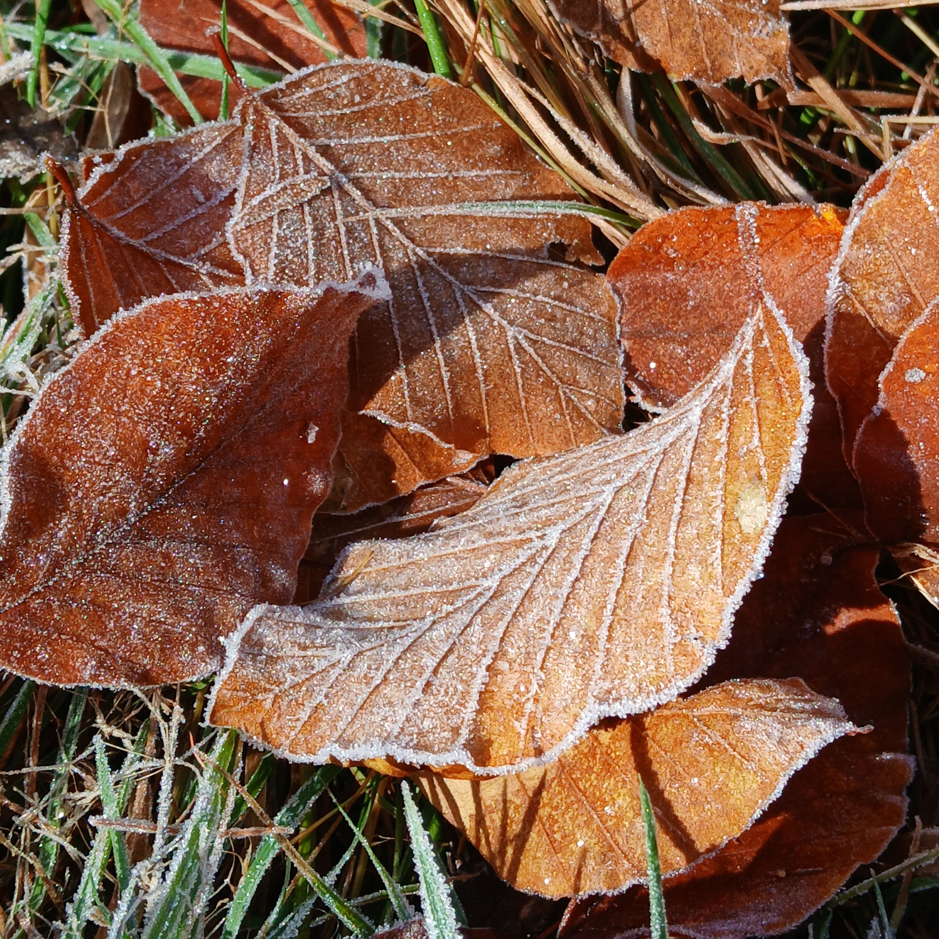 Close-up of frosted autumn leaves on grass, evoking a chilly fall morning.