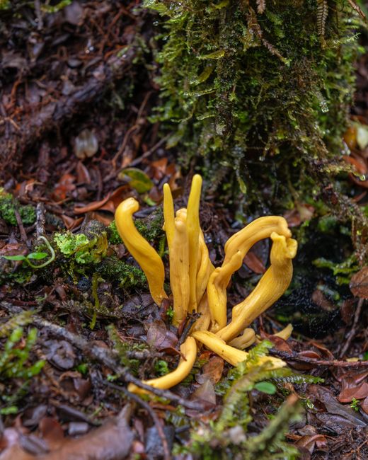 Cordyceps CI/CD Schwachstellen