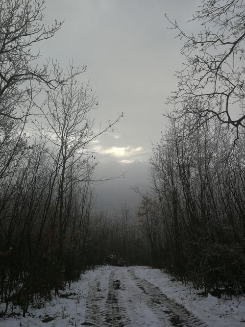 Free Quiet winter scene with a snowy path through a forest in Nagymaros, Hungary. Stock Photo