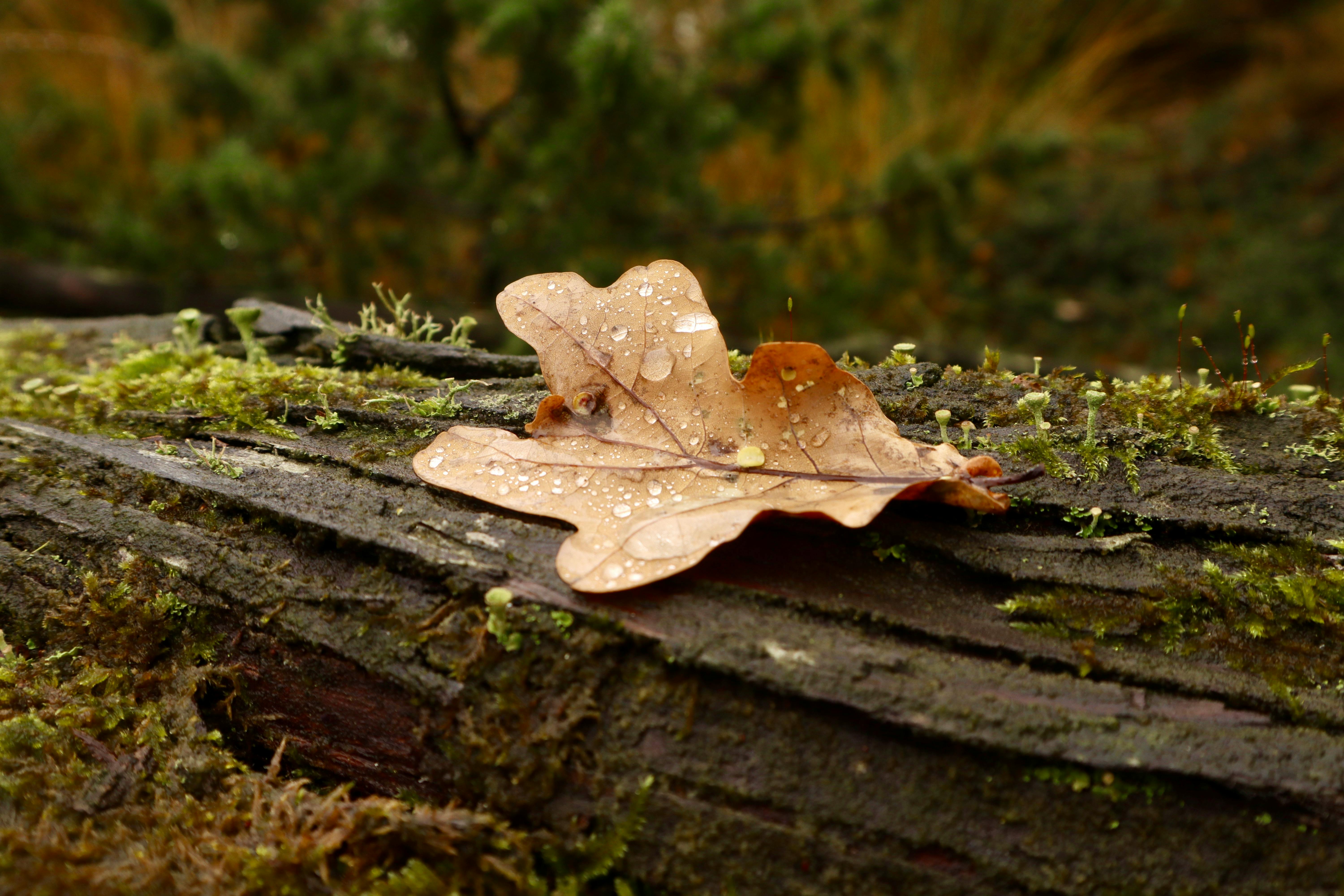 生活：快訊》暴雨狂炸7縣市發布豪雨特報 氣象署籲防範積水災害