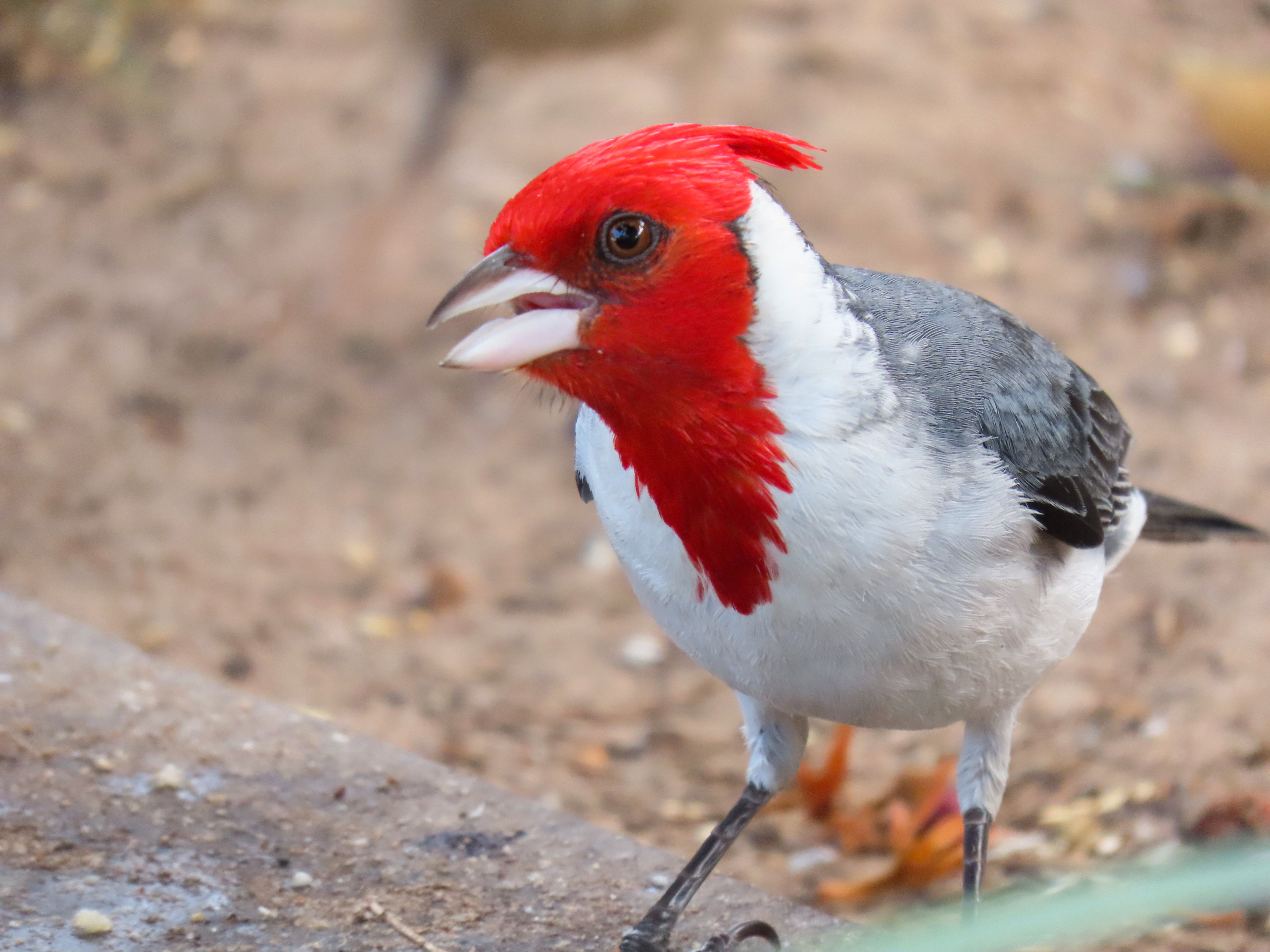 Red-crested Cardinal in Santa Maria Brazil · Free Stock Photo