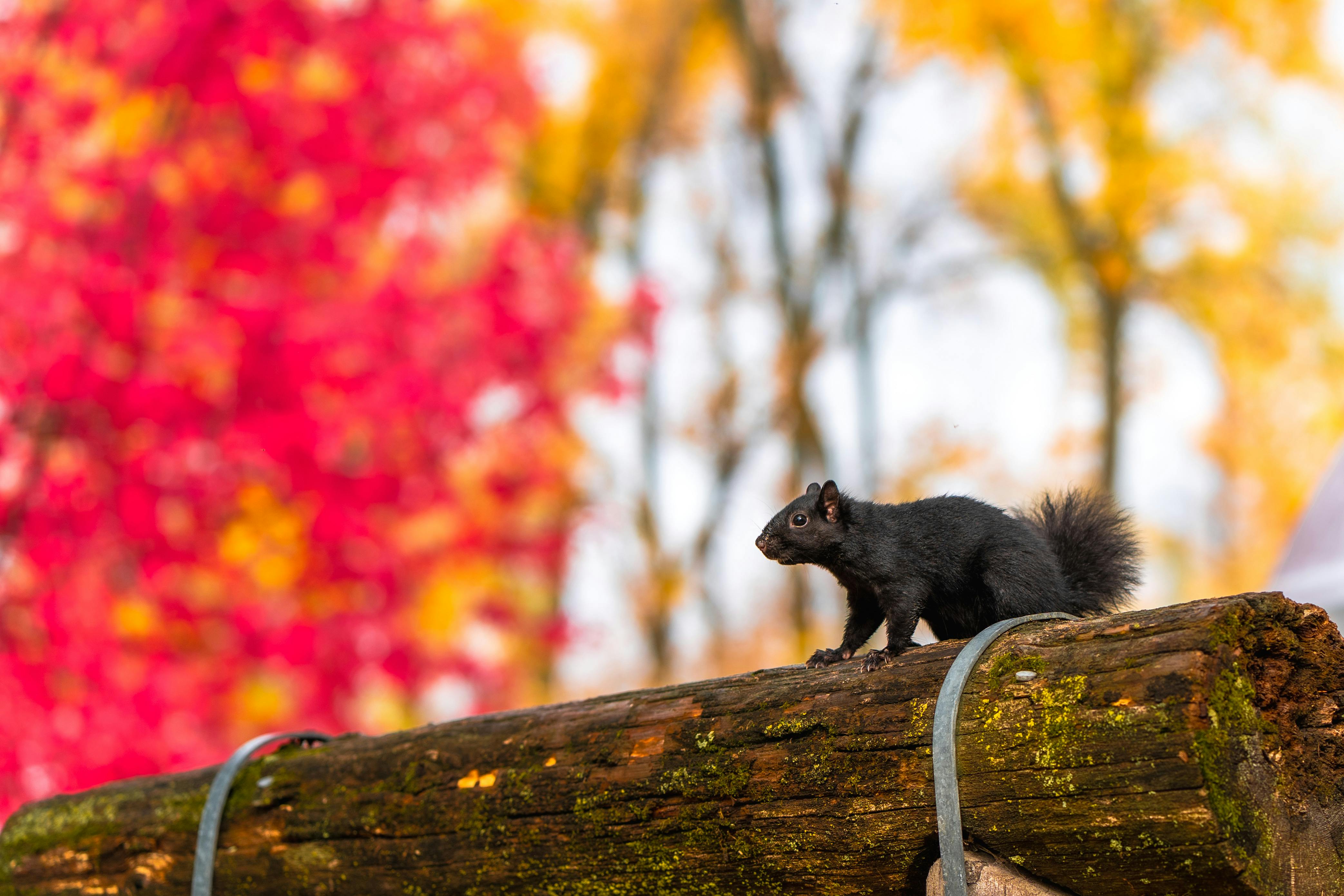 A black squirrel perched on a log with a vivid backdrop of autumn foliage in red and orange hues.