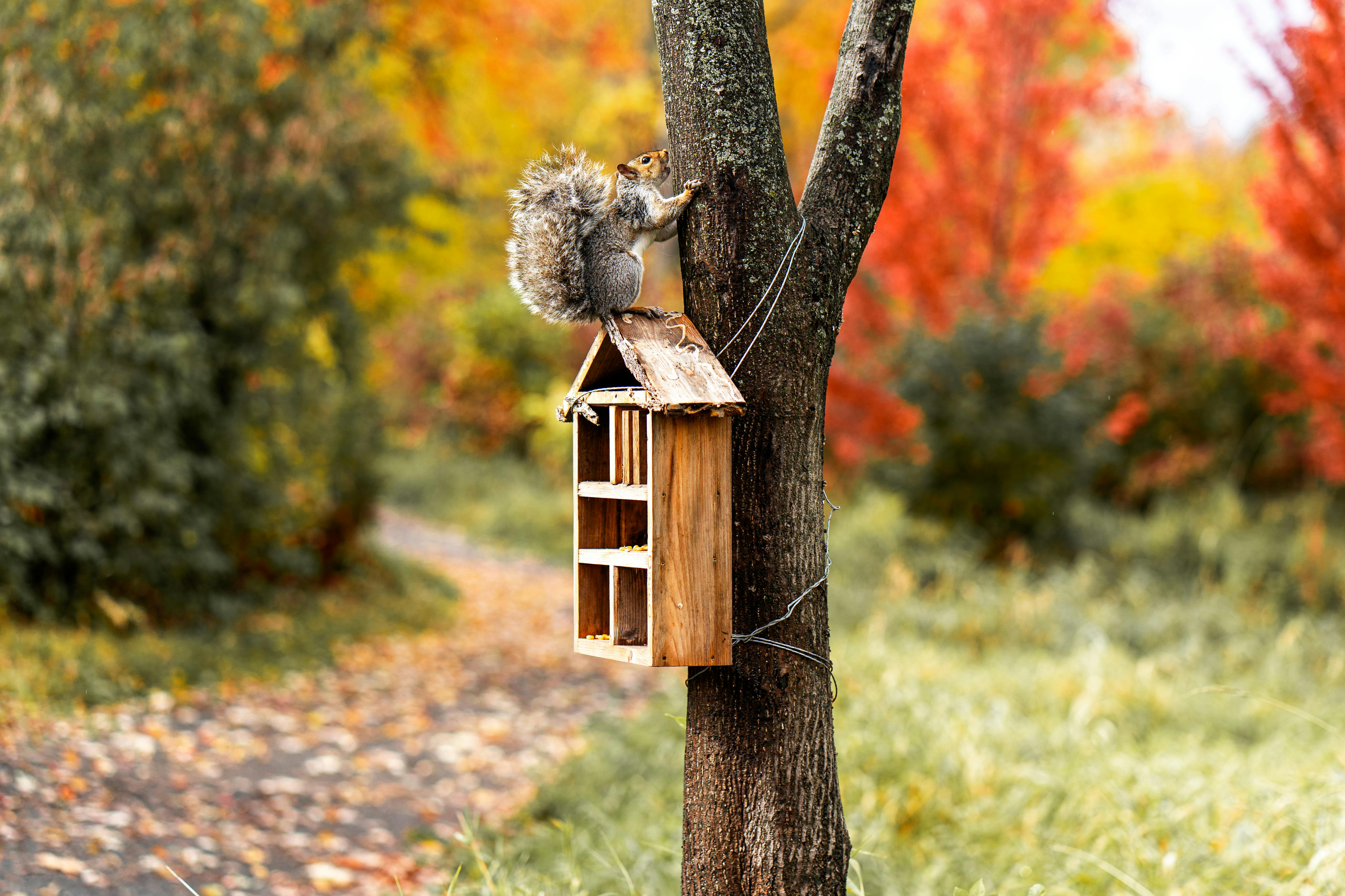 A squirrel perched on a rustic birdhouse attached to a tree amidst bright fall foliage.