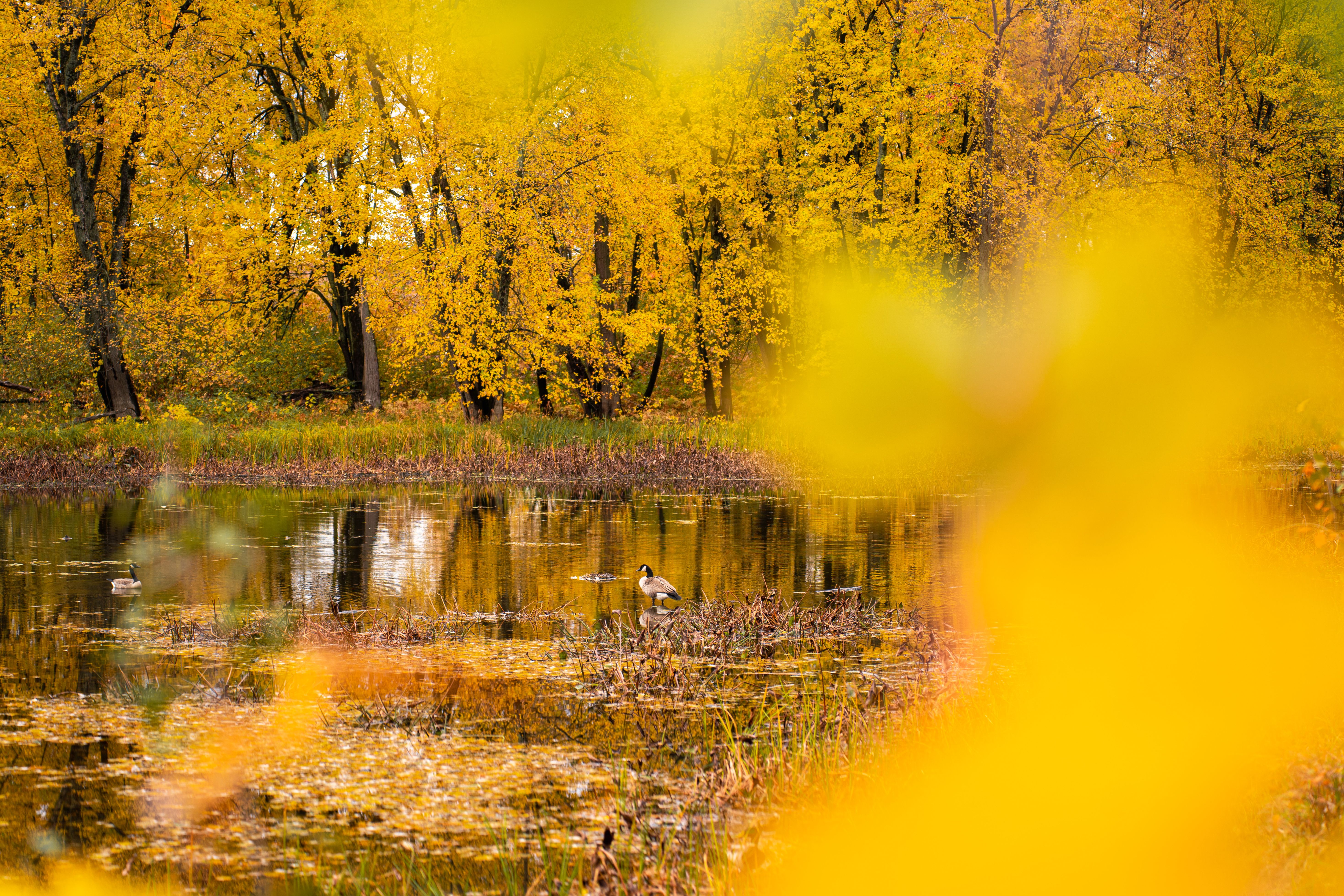 Serene Autumn Landscape with Reflective Pond · Free Stock Photo