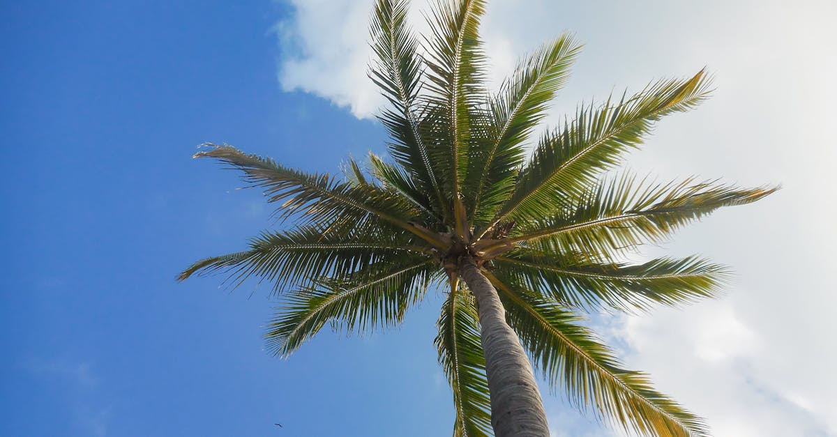 Photo by Blanca Isela A towering palm tree reaching towards a bright blue sky with scattered clouds.