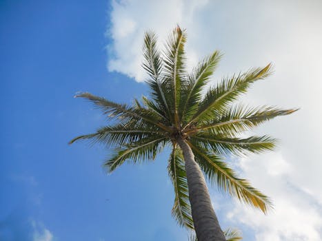 Photo by Blanca Isela A towering palm tree reaching towards a bright blue sky with scattered clouds.