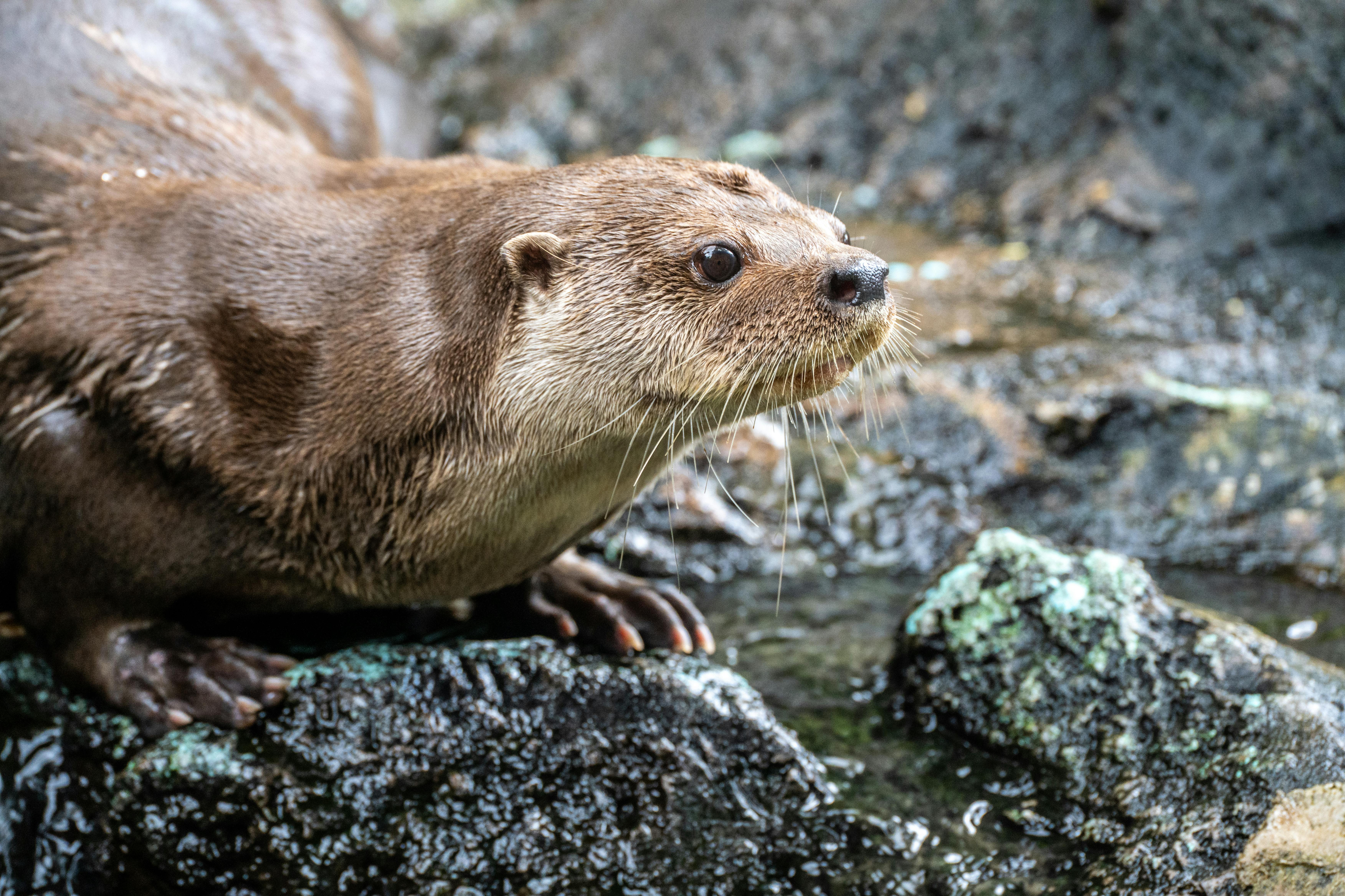 A river otter closely observed on wet rocks near water. Natural behavior captured outdoors.