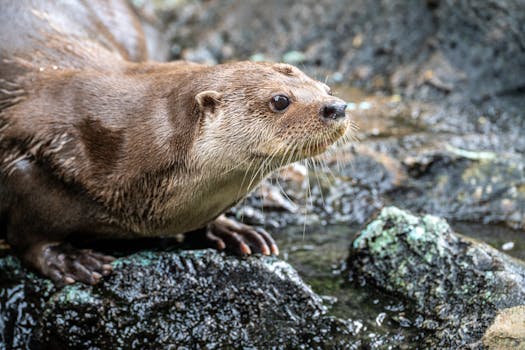 A river otter closely observed on wet rocks near water. Natural behavior captured outdoors.