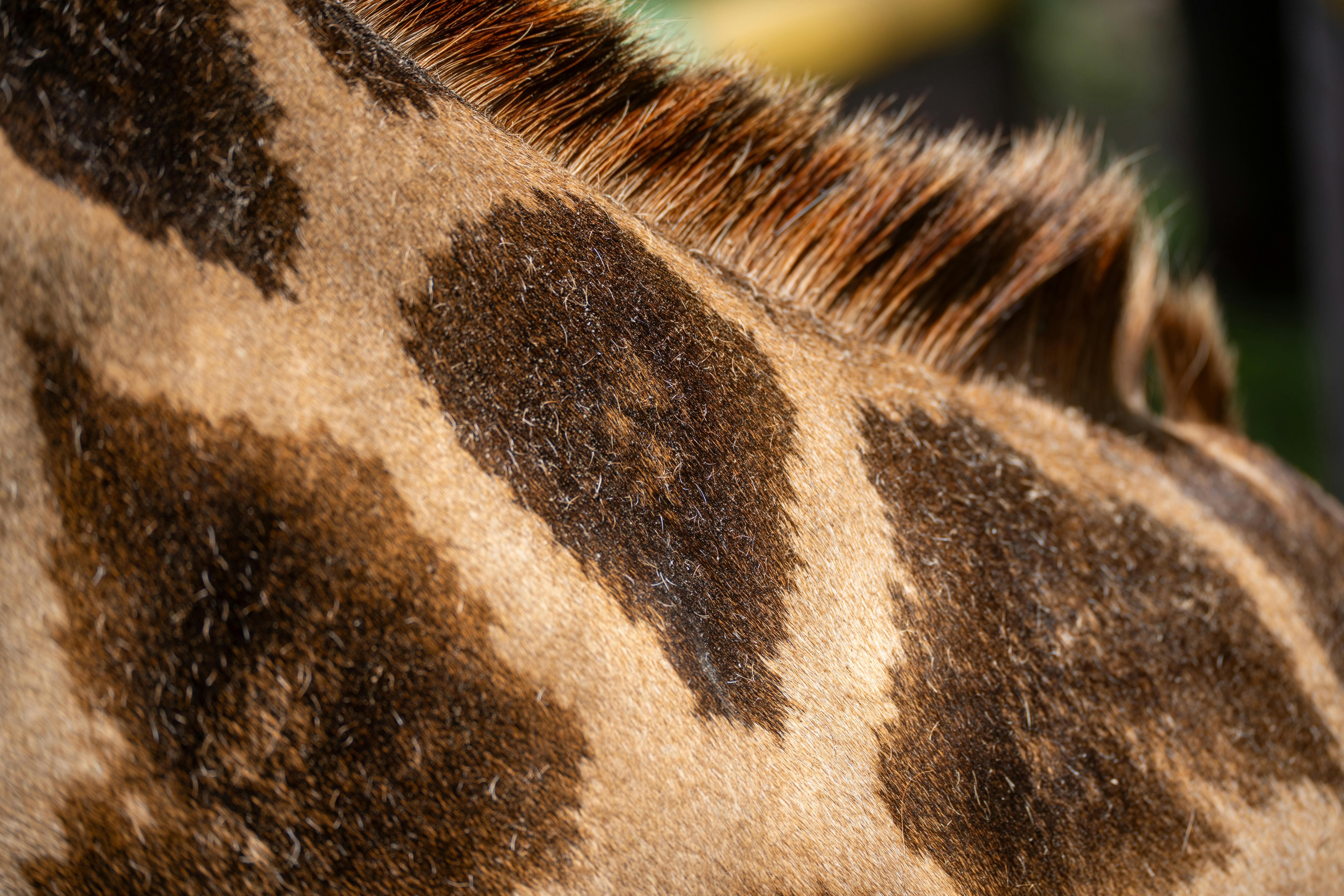 curiosidade sobre as girafas