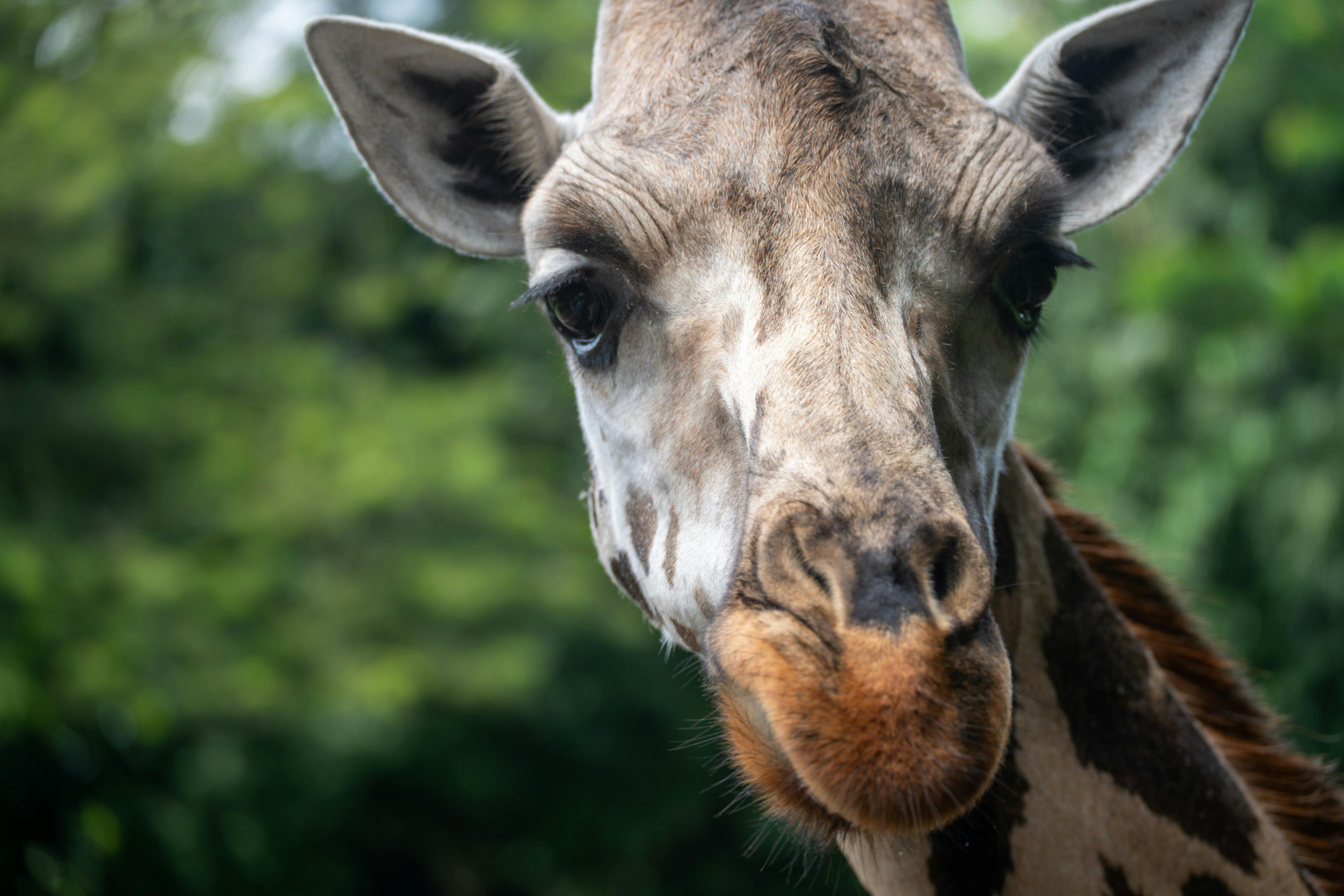 curiosidade sobre as girafas