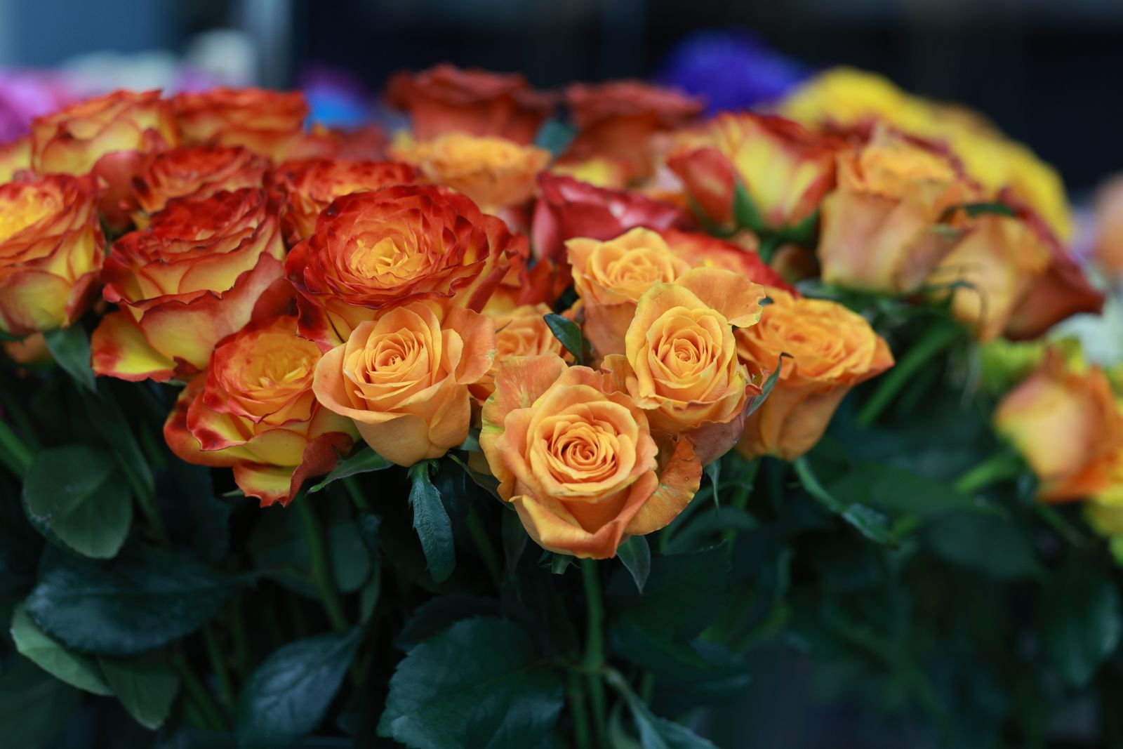 Ombre Yellow Red Roses Vibrant Red and Yellow Roses in Full Bloom · Free Stock Photo