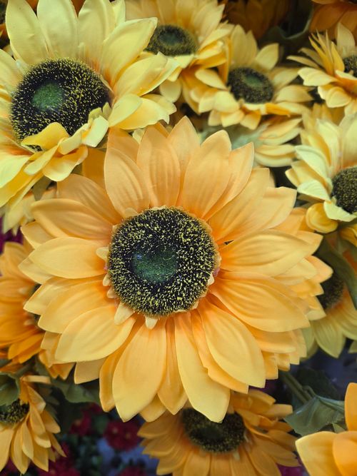 Free Stunning close-up of vibrant yellow sunflowers showcasing detailed petals and centers. Stock Photo