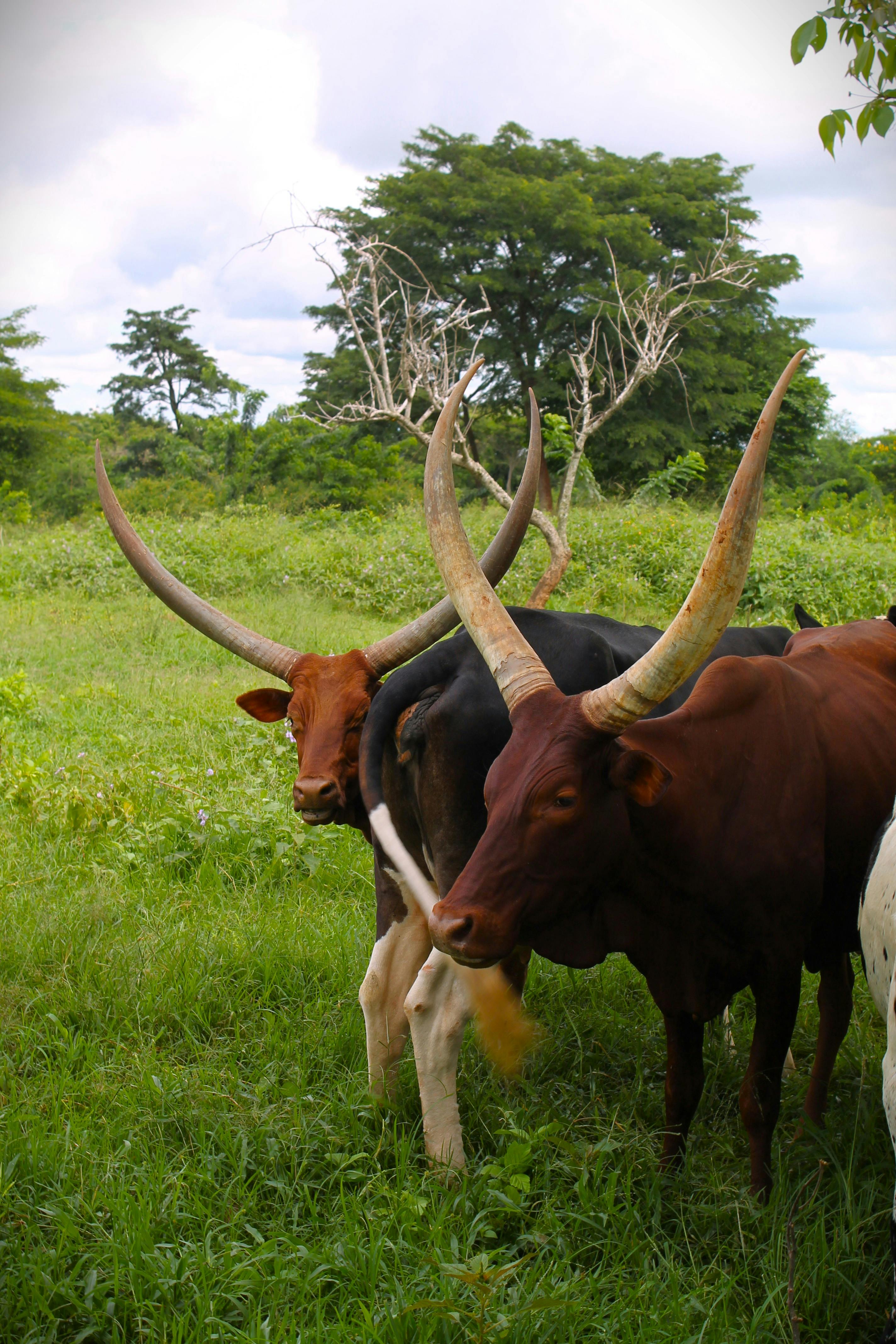 Gratuit Bovins à Longues Cornes Dans Des Pâturages Verts En Ouganda Photos