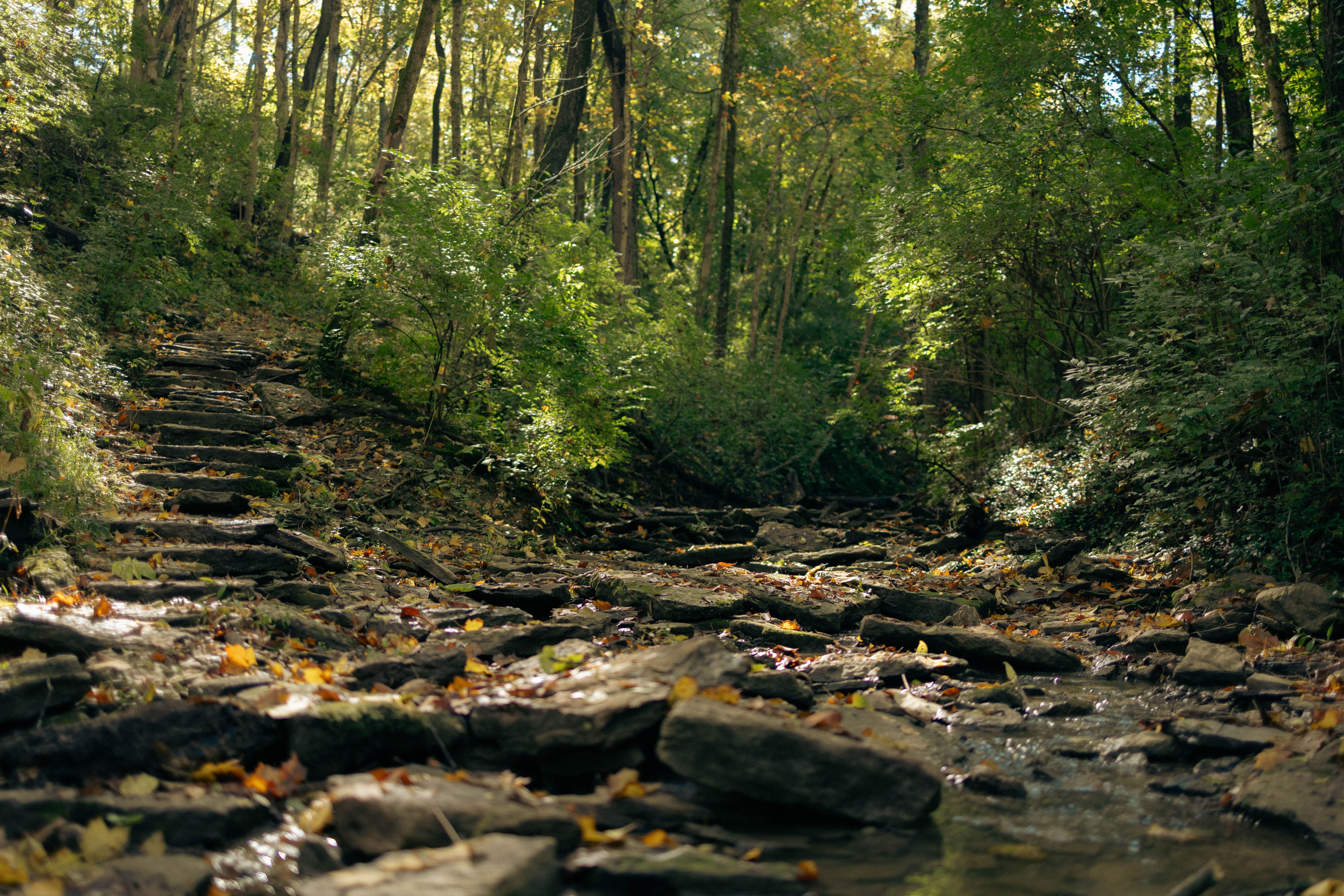 Serene Forest Path with Sunlit Foliage · Free Stock Photo