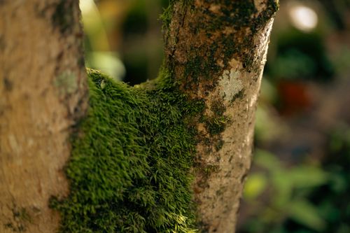 Free Detailed macro shot of a tree trunk with vibrant green moss in a forest setting. Stock Photo