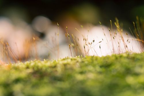 Free Macro shot highlighting delicate moss and sprouts in a vibrant natural setting. Stock Photo