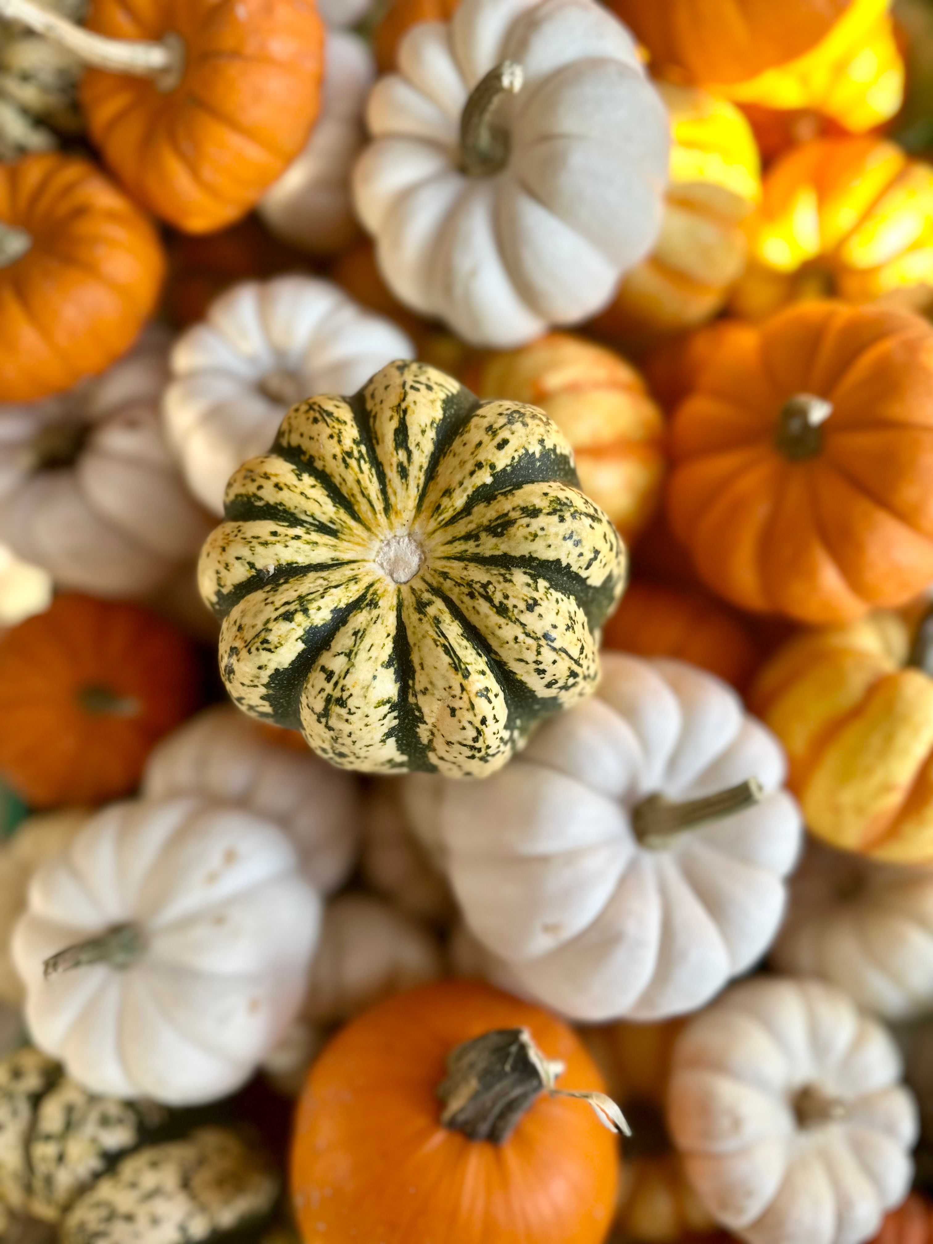 48 Mini Citrouilles Artificielles En Mousse - Déco Automne Halloween, Orange, Noir, Blanc, Tiges Plastique