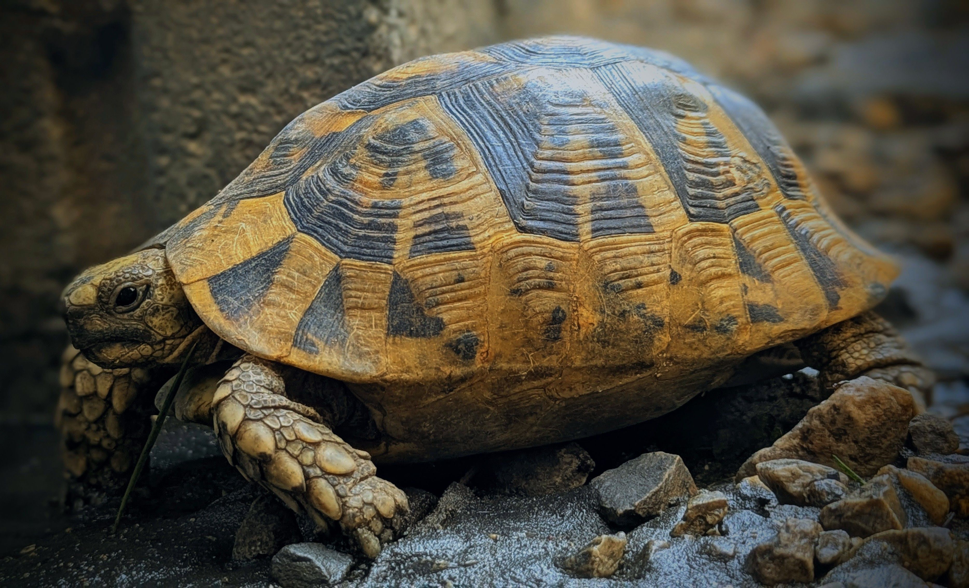 Turtle 4k Wallpaper Photos, Download The BEST Free Turtle 4k Wallpaper ...
