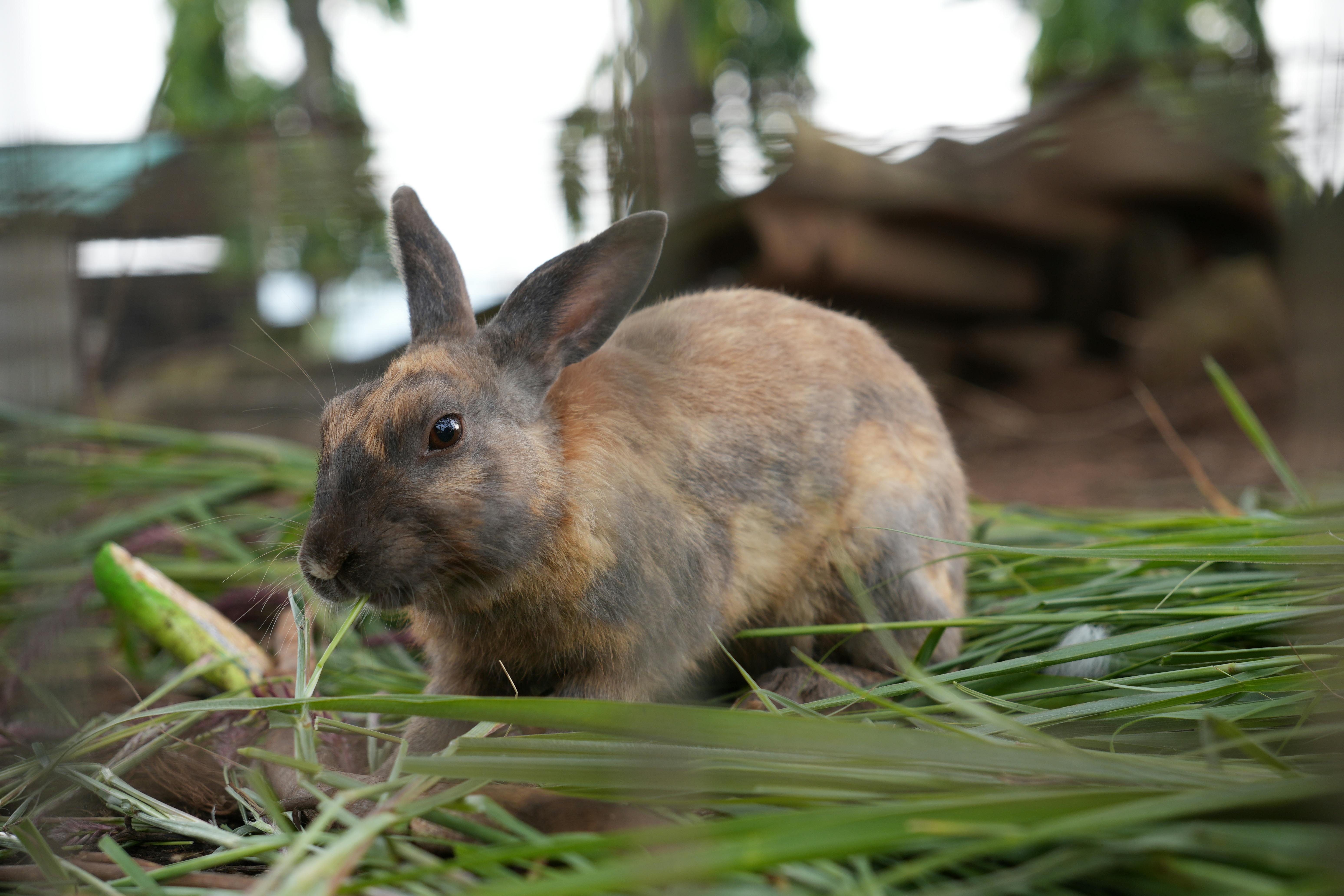 A cute brown rabbit munching on fresh green grass outdoors in a natural setting.