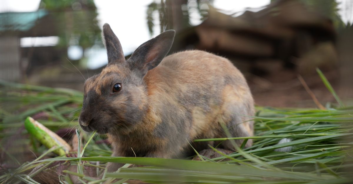 Close-Up of Brown Rabbit Eating Grass Outdoors · Free Stock Photo