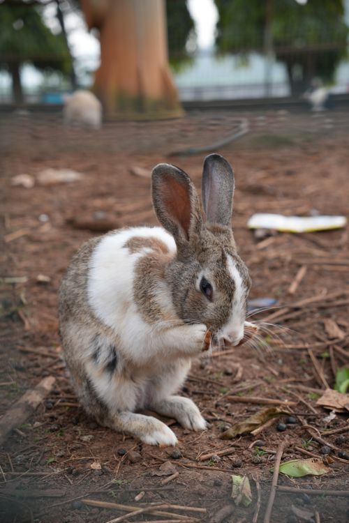 Brows Tree Rabbits Adorable Rabbit Grooming on Forest Floor · Free Stock Photo