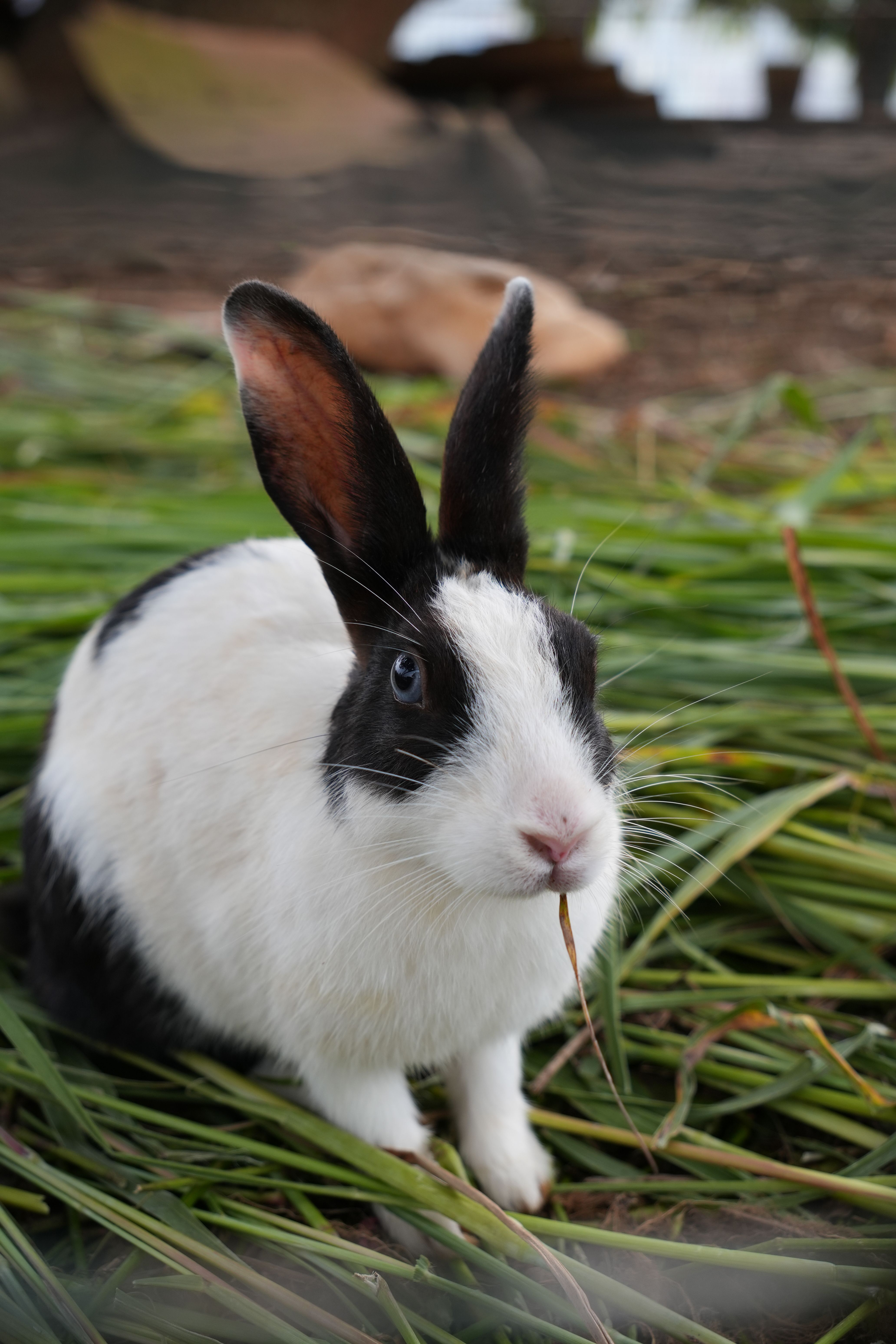Adorable Black and White Rabbit Eating Grass · Free Stock Photo