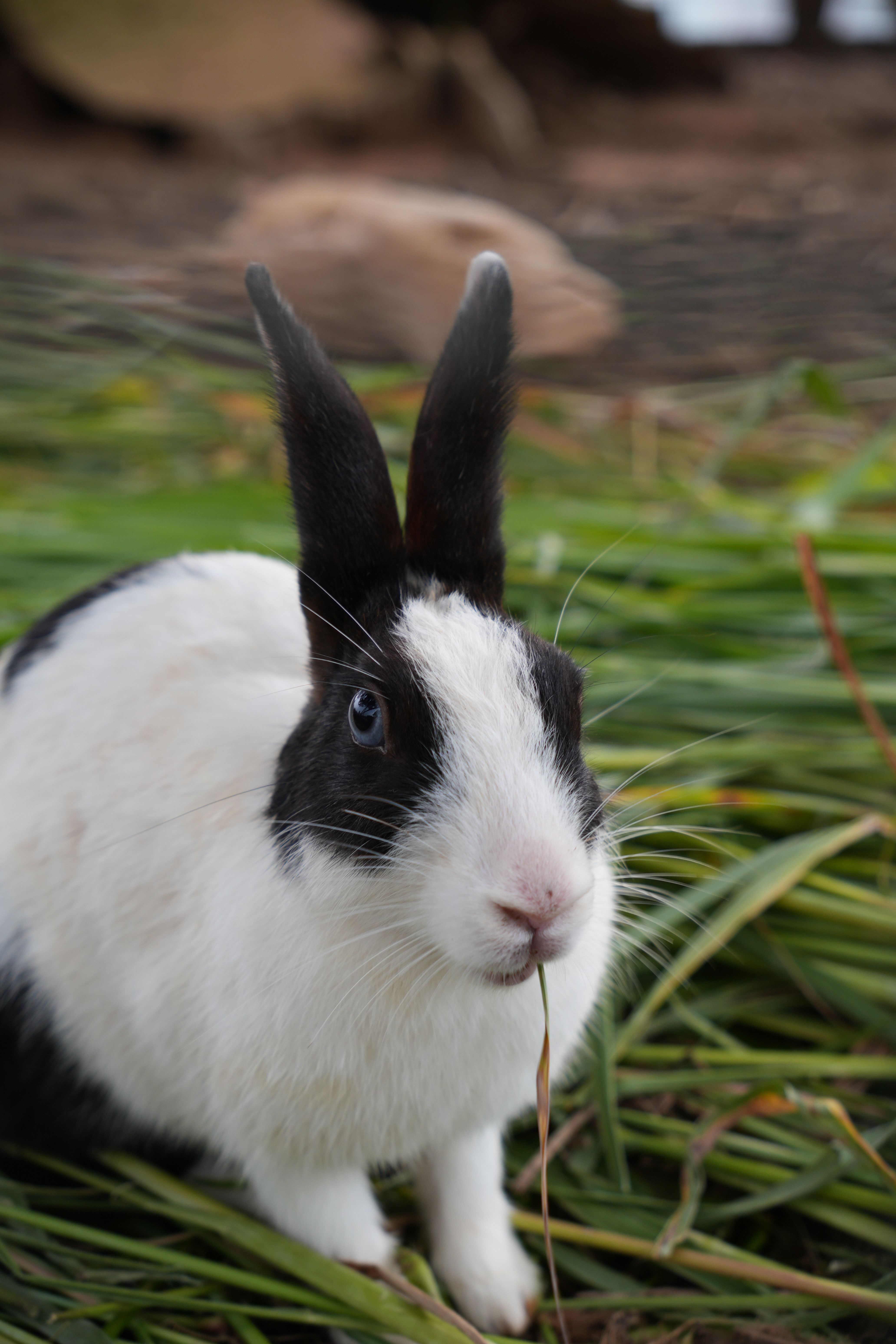 Big Buck Bunny animated white rabbit in a sunny green forest