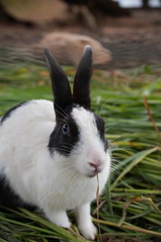 rabbit photo