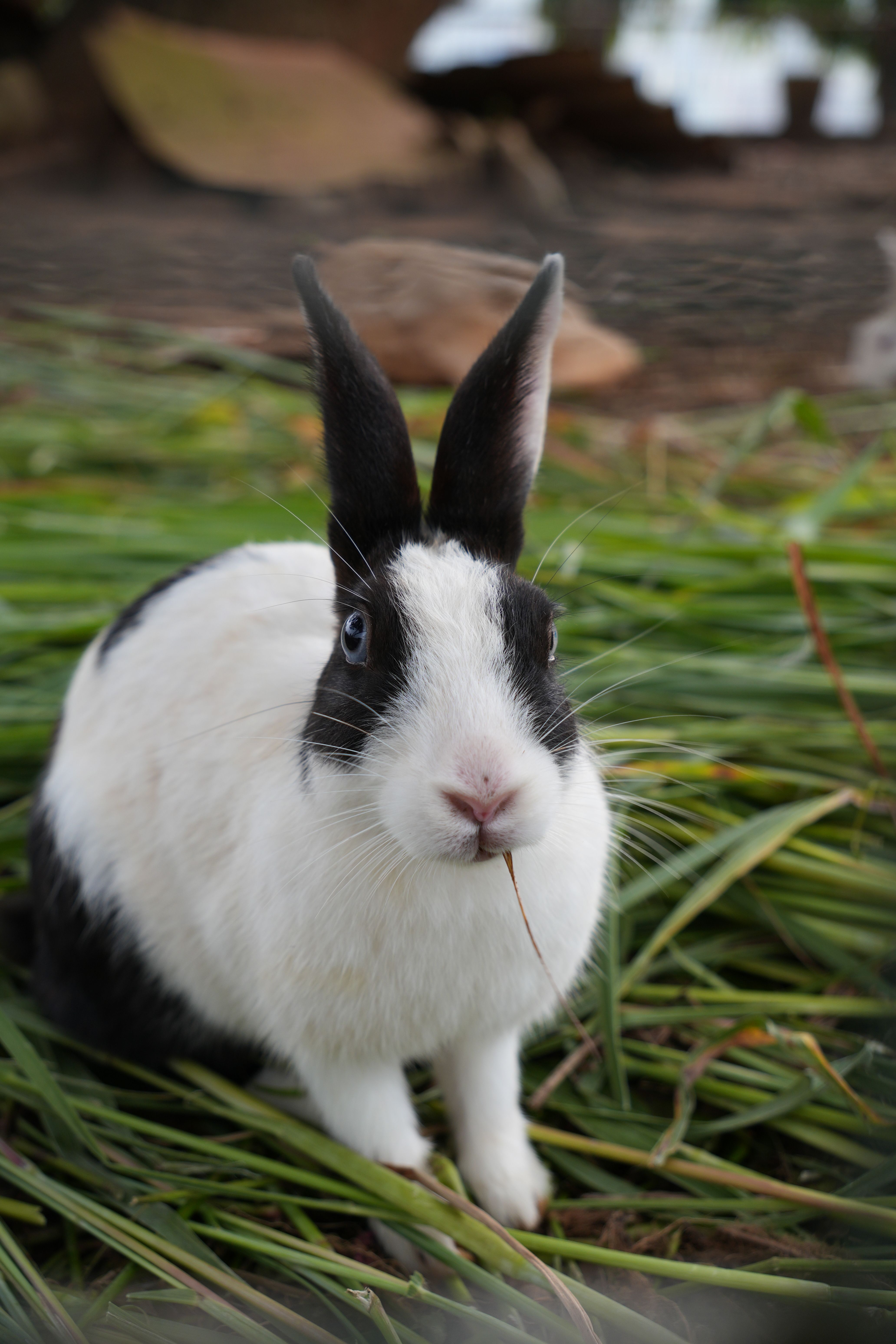 Close-Up of a Black and White Rabbit Outdoors · Free Stock Photo